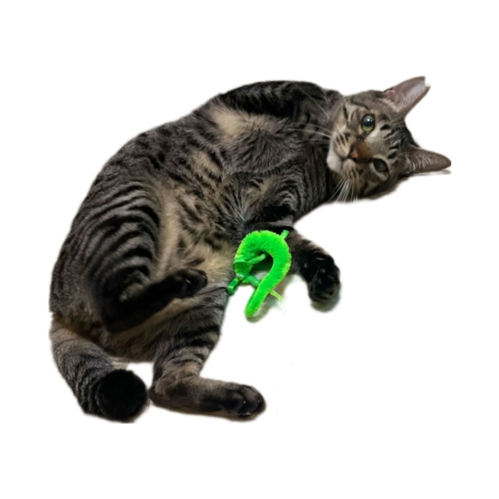 雑種（ミックス猫）・オスの里親募集の写真