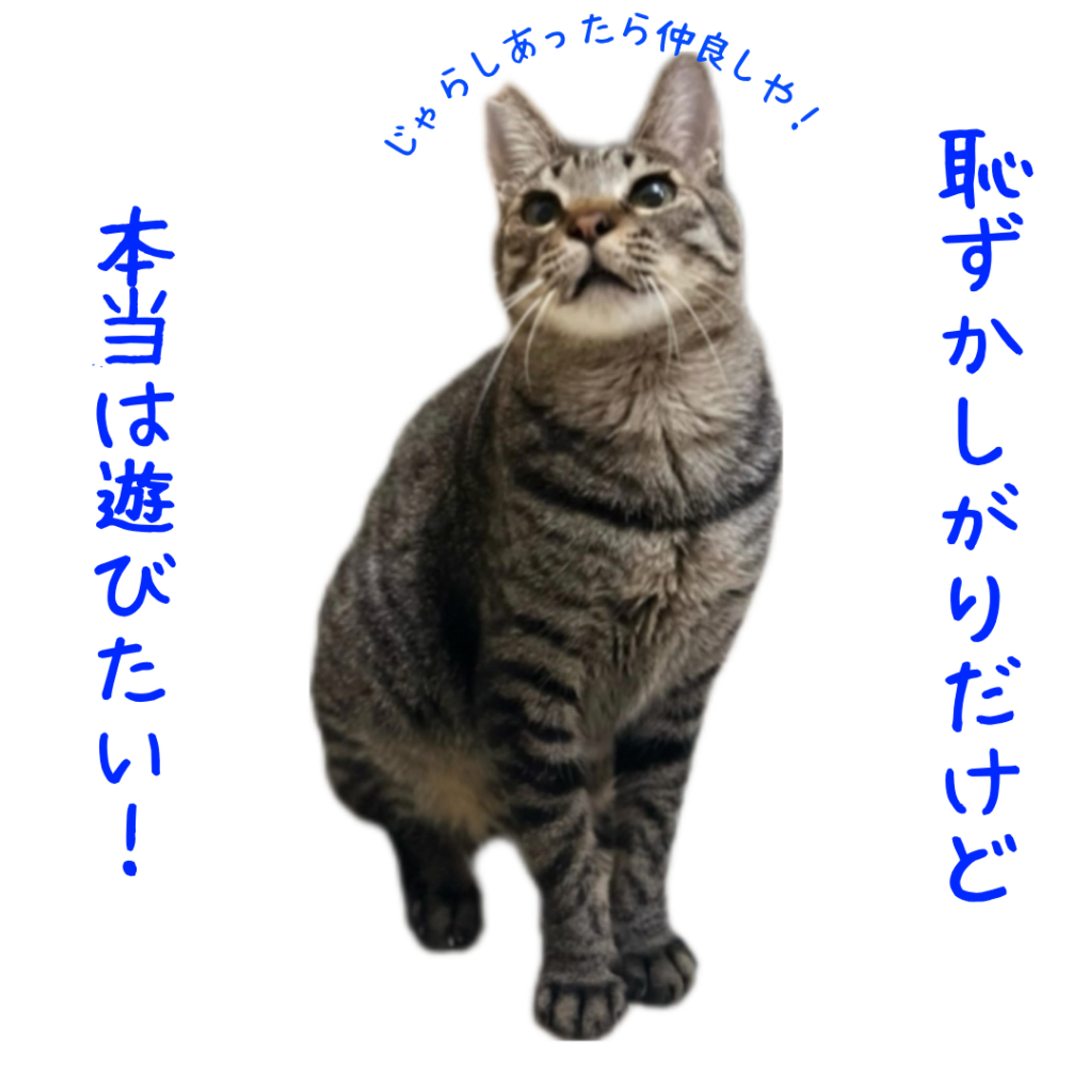 pet-image-3