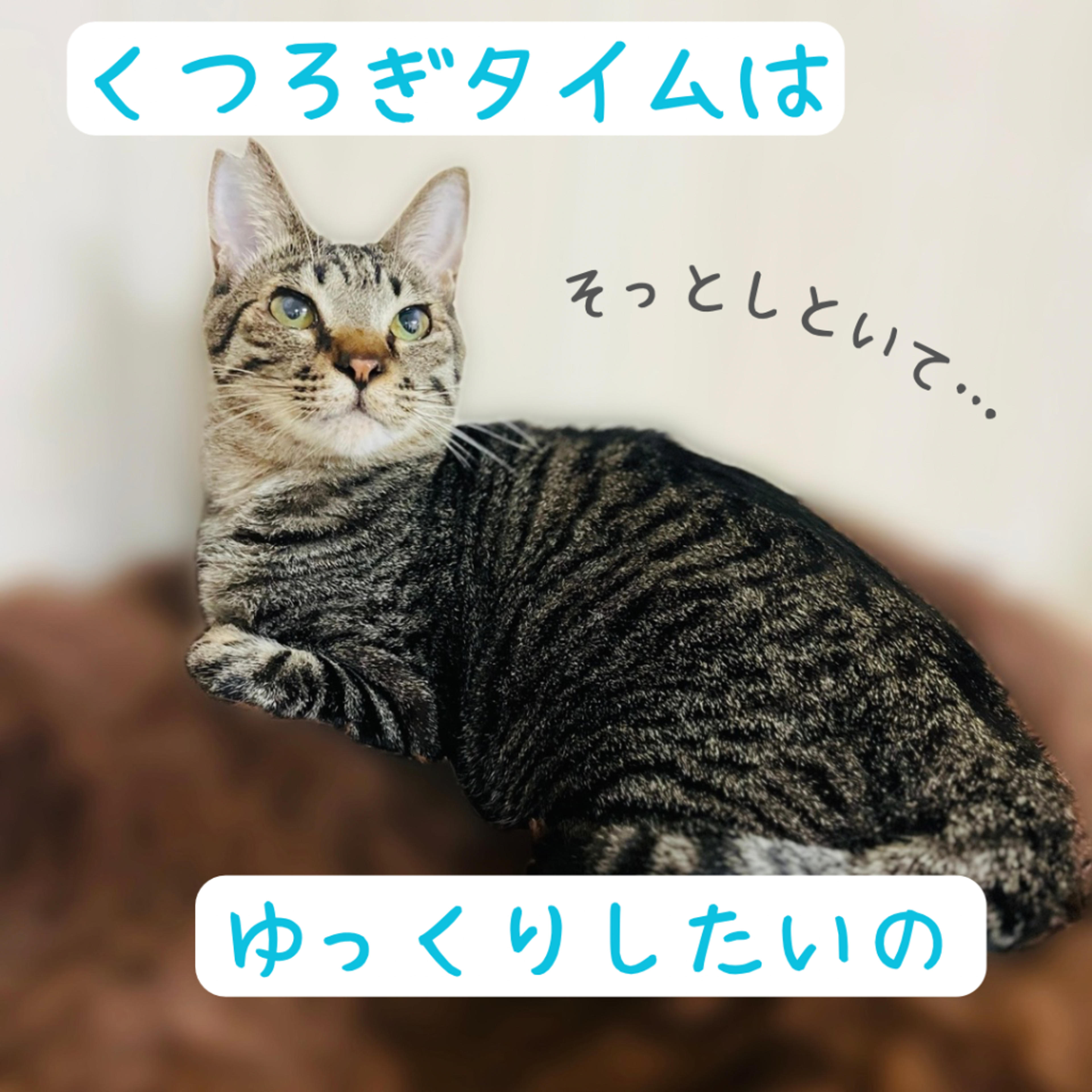 pet-image-4
