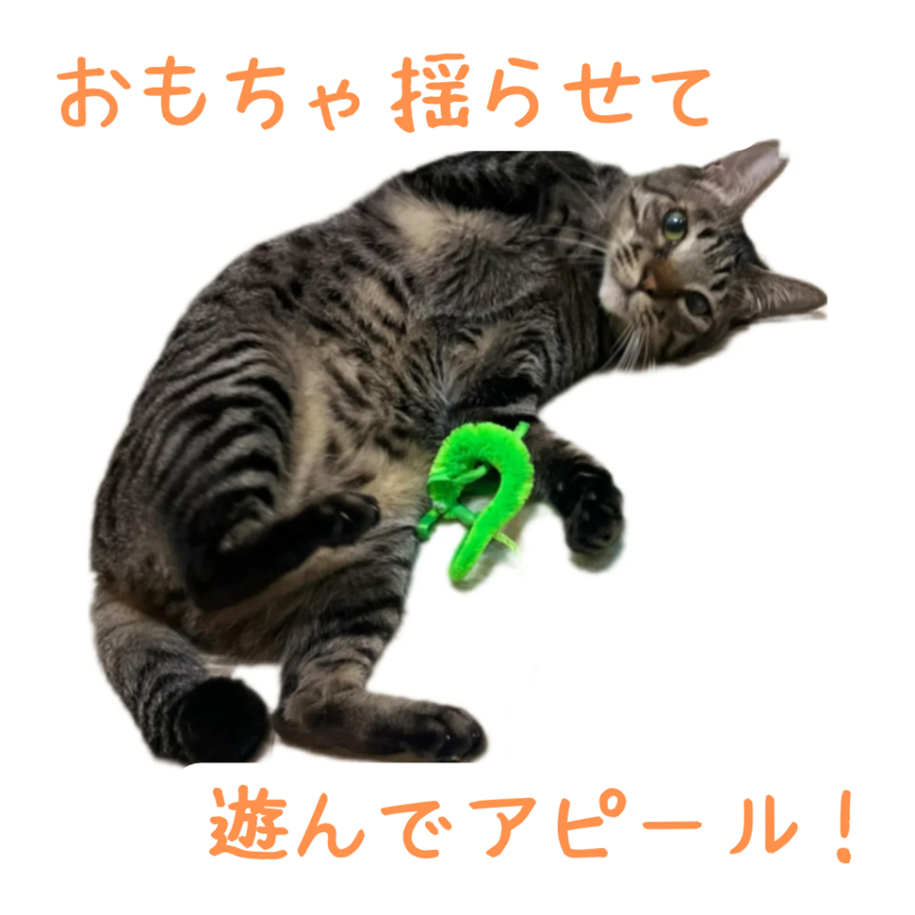 pet-image-5
