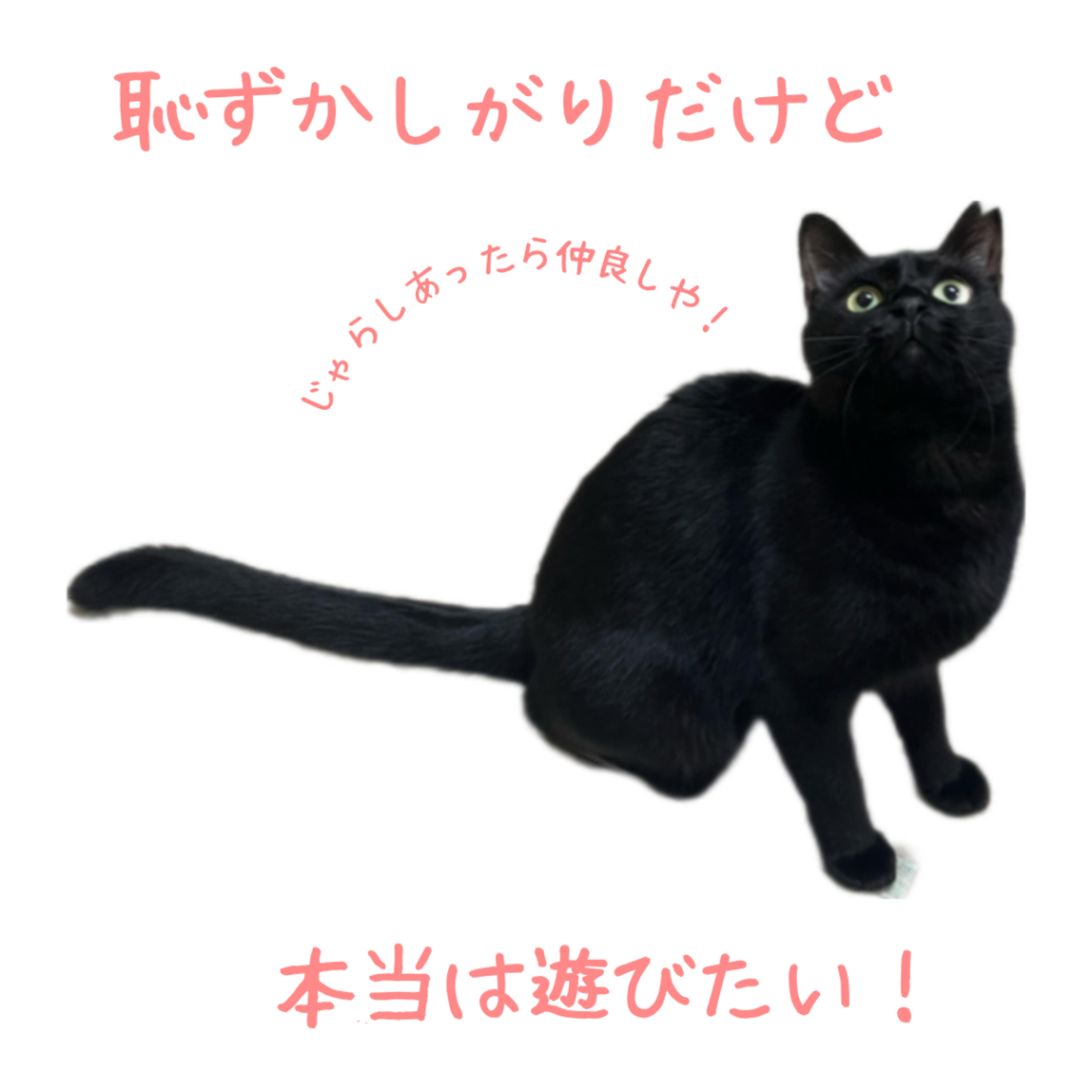 pet-image-3