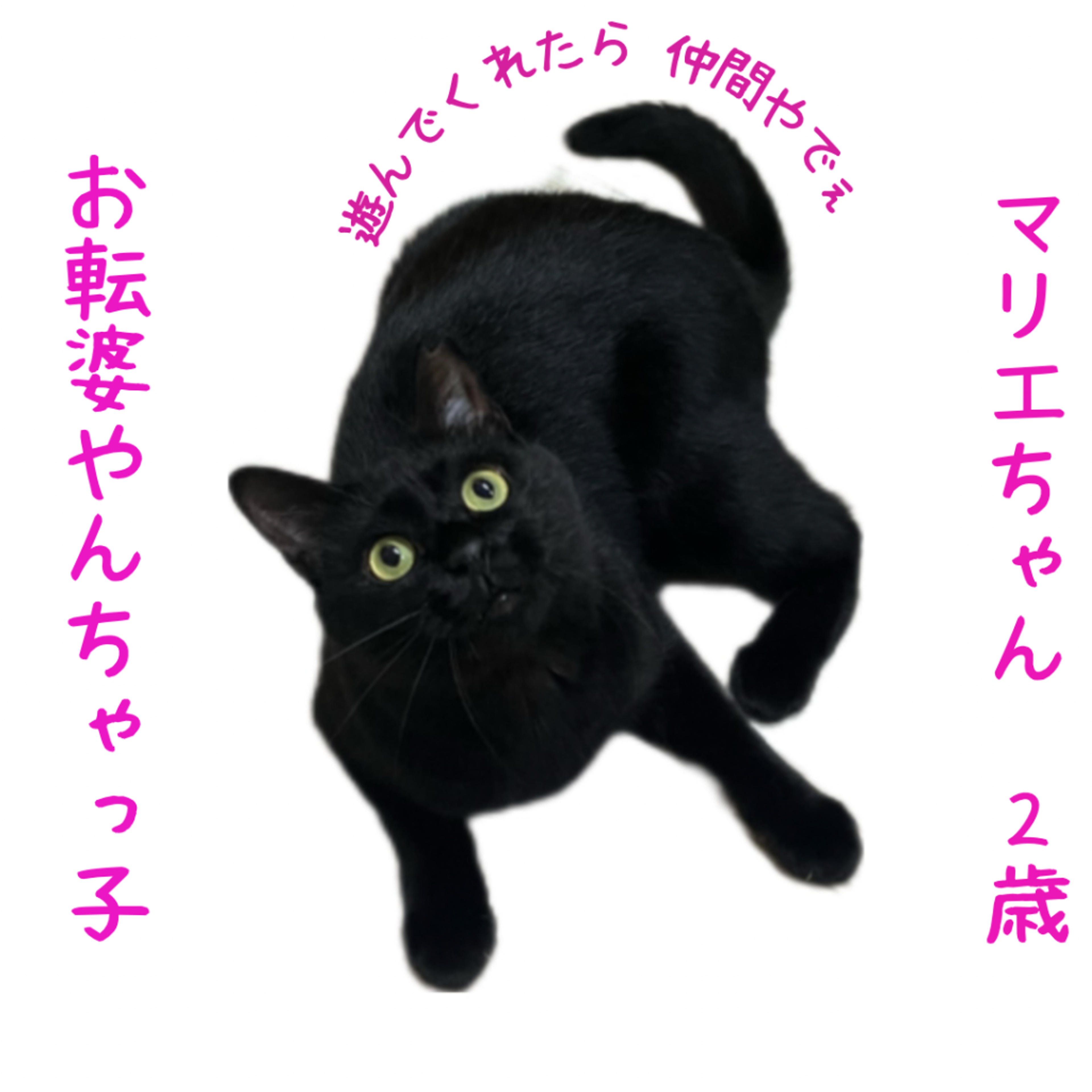 pet-image-4