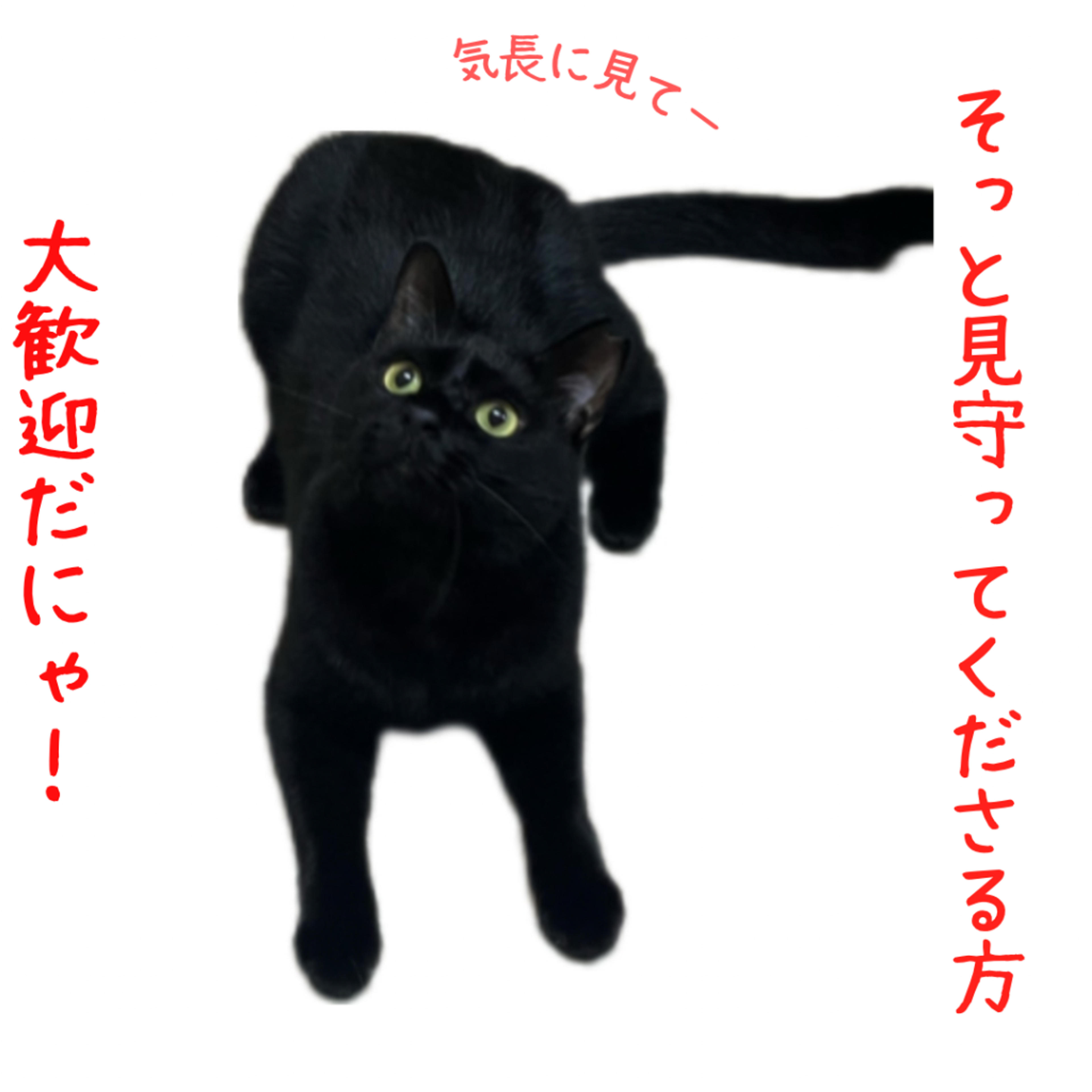 pet-image-2