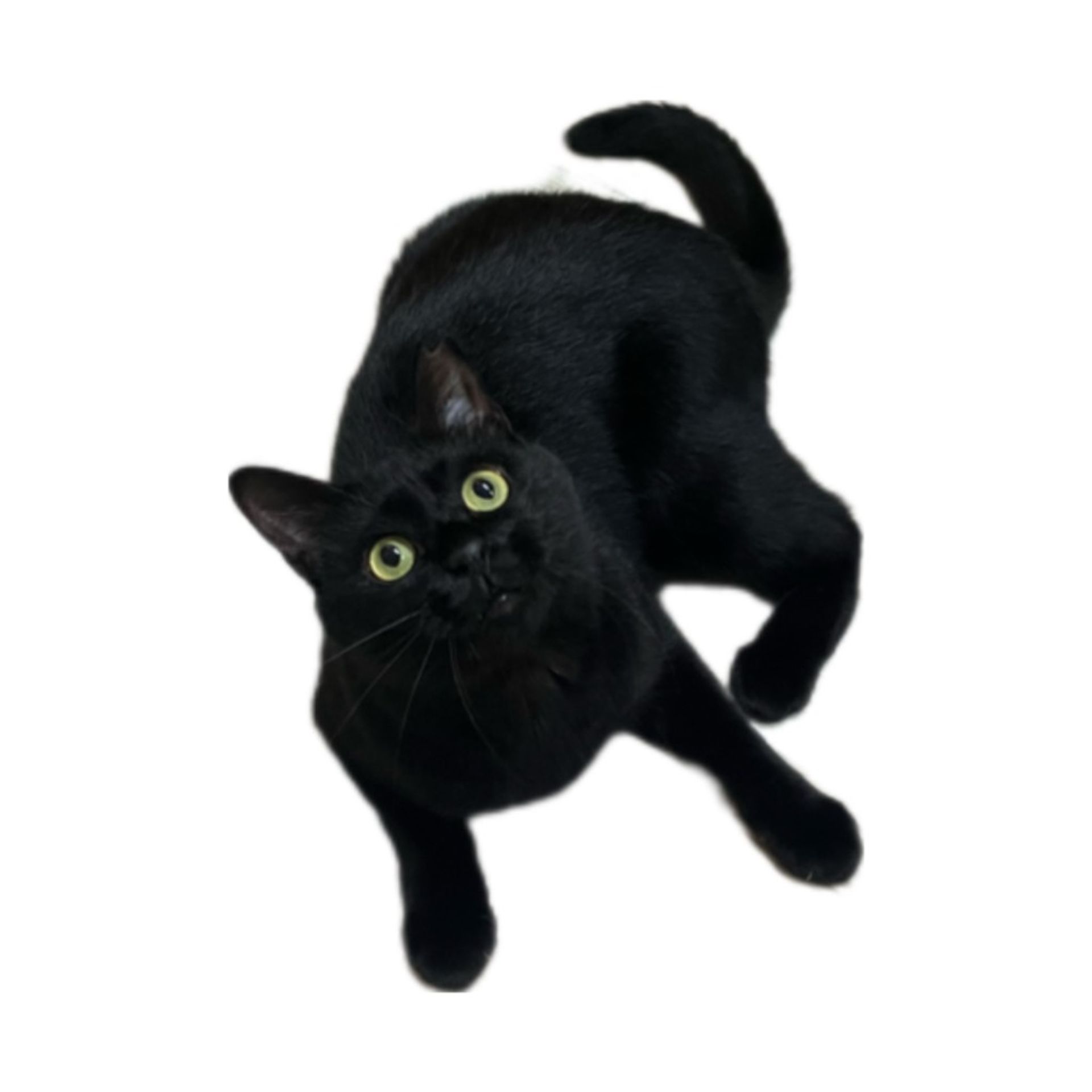 雑種（ミックス猫）・メスの里親募集の写真