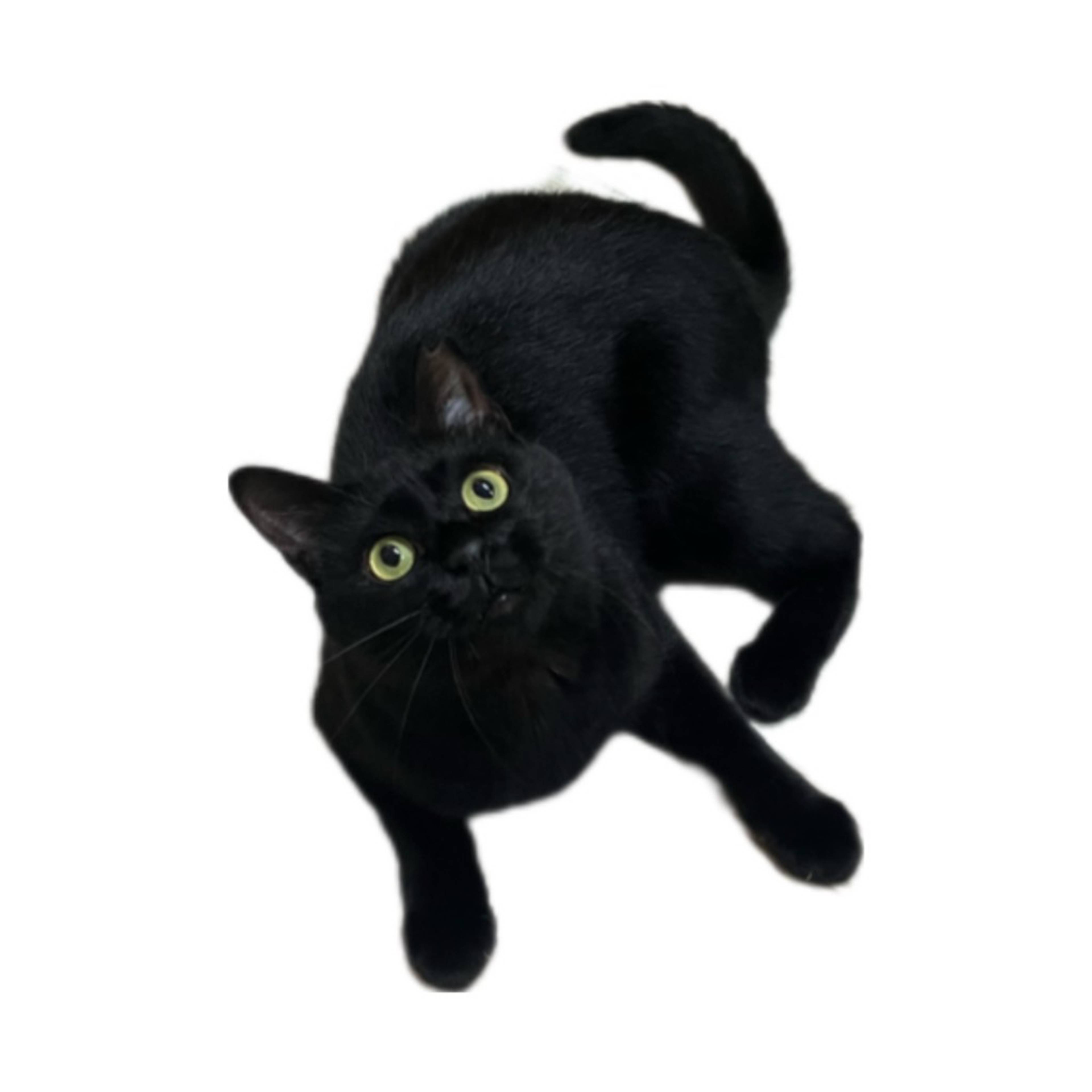 雑種（ミックス猫）・メスの里親募集の写真