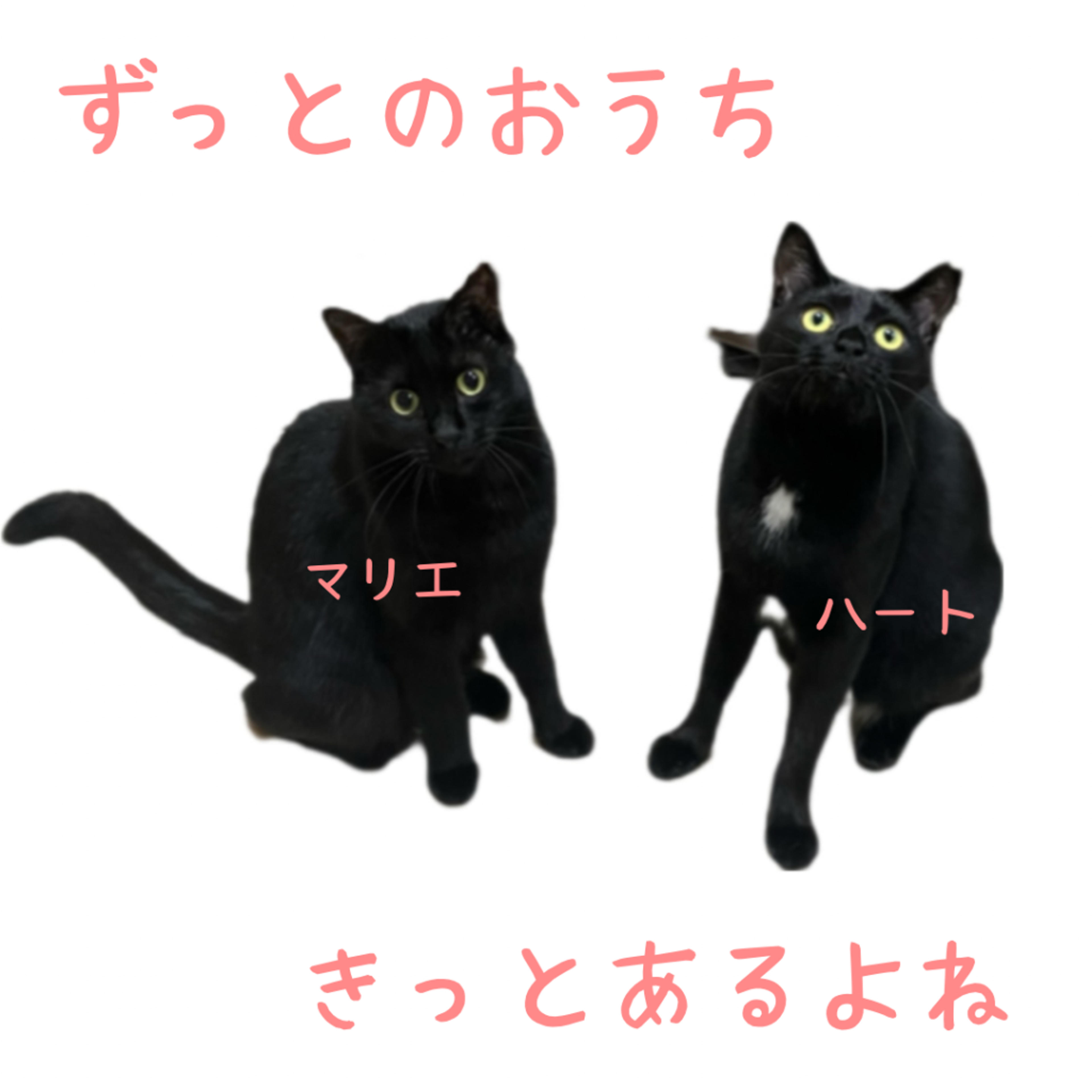 pet-image-5