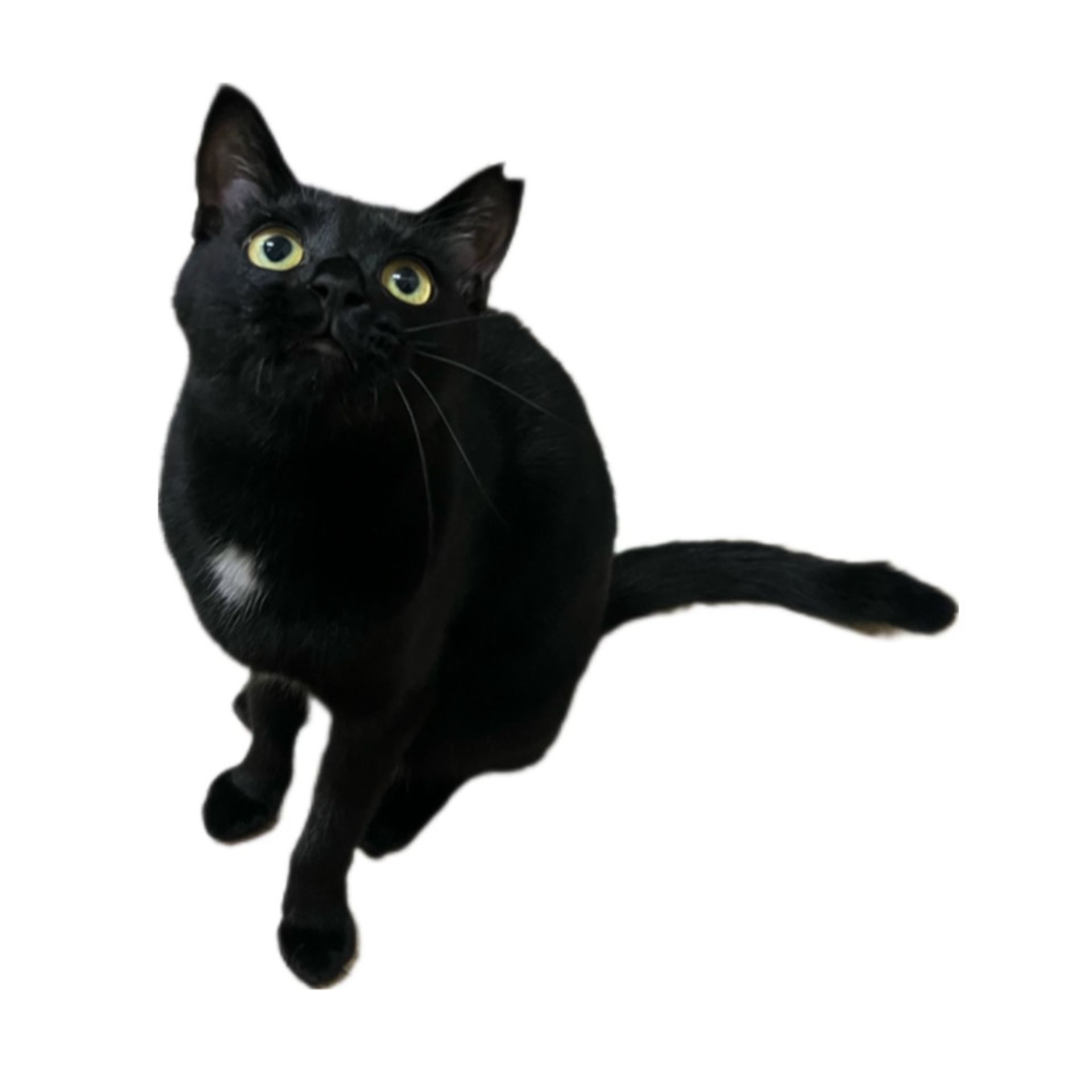 雑種（ミックス猫）・メスの里親募集の写真