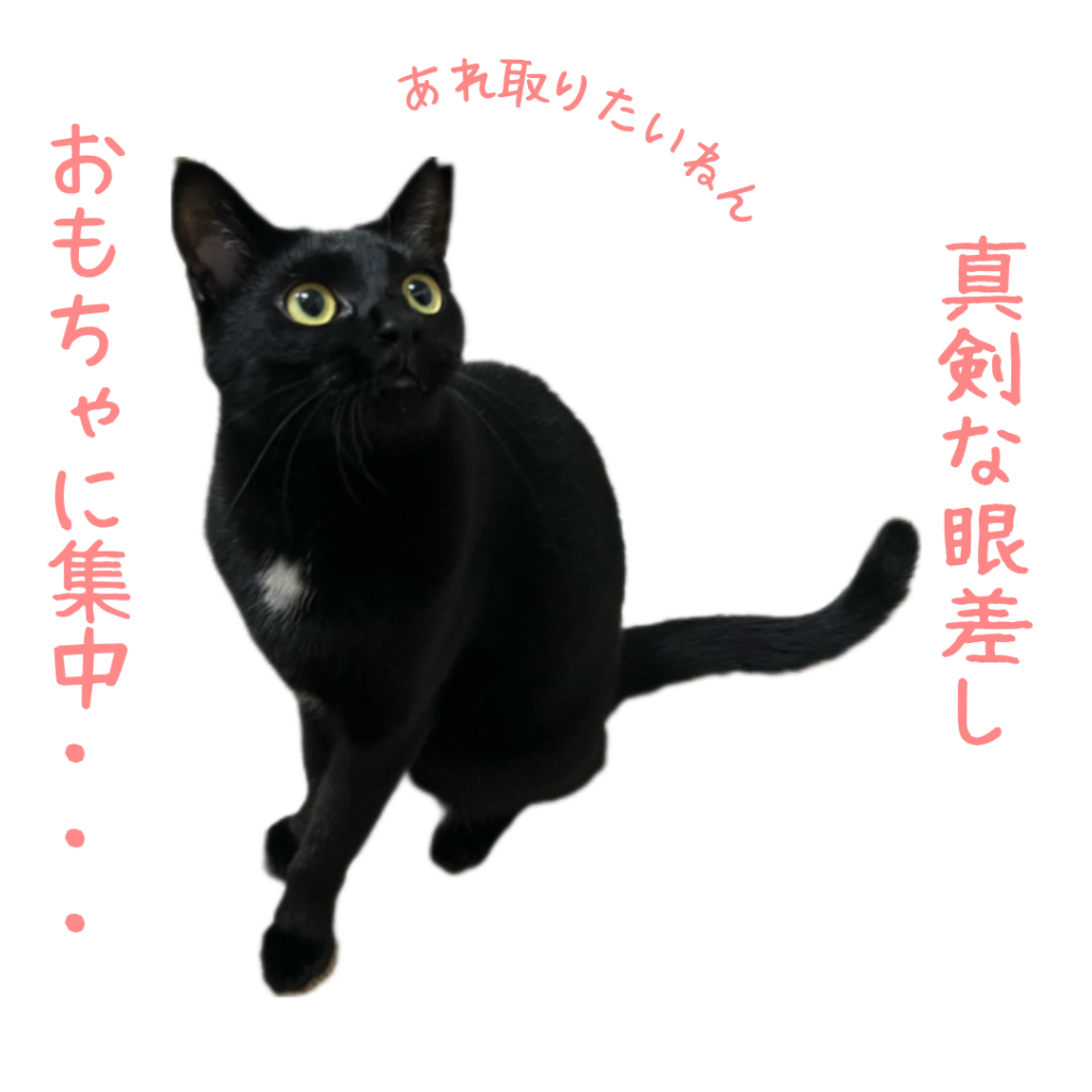 pet-image-3