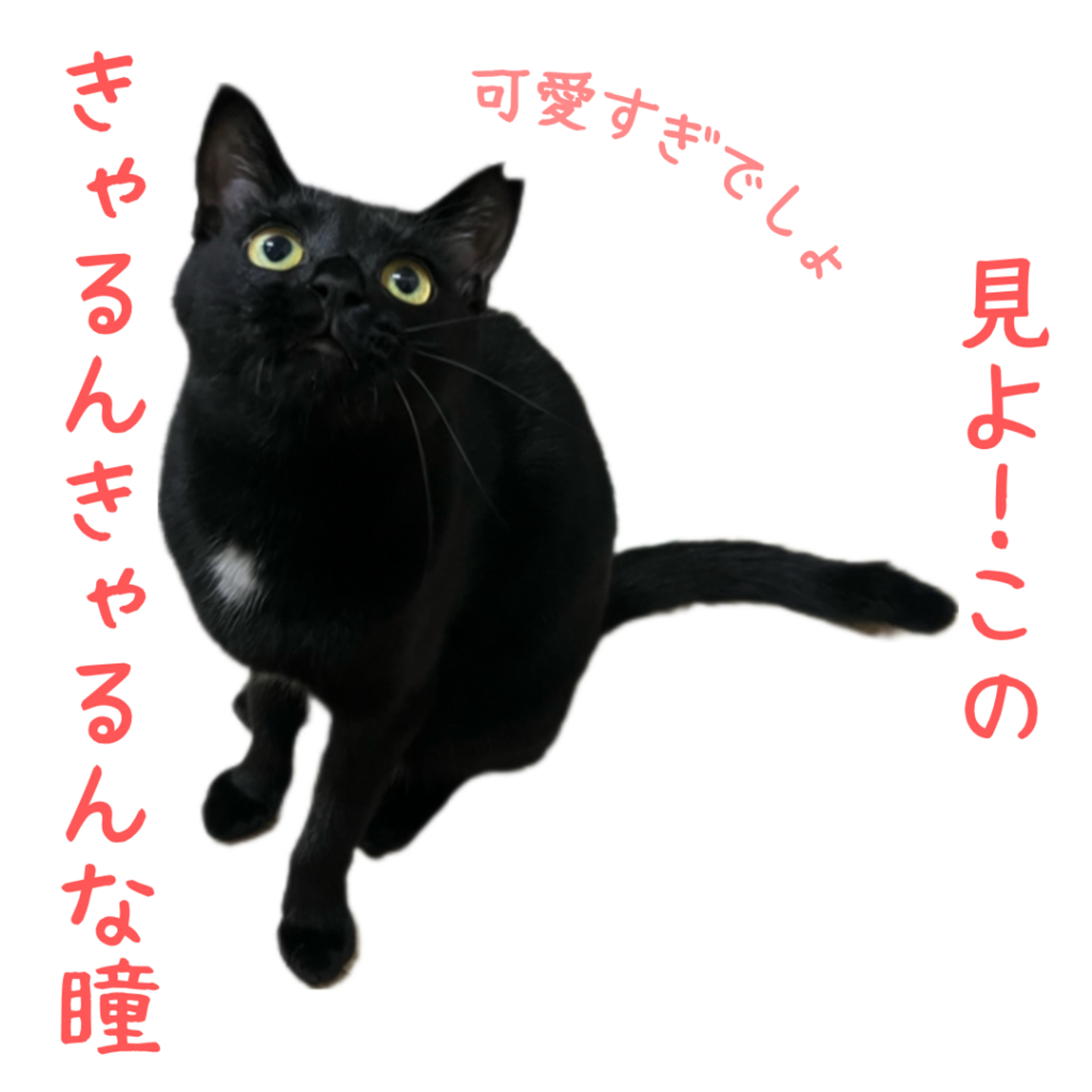pet-image-4
