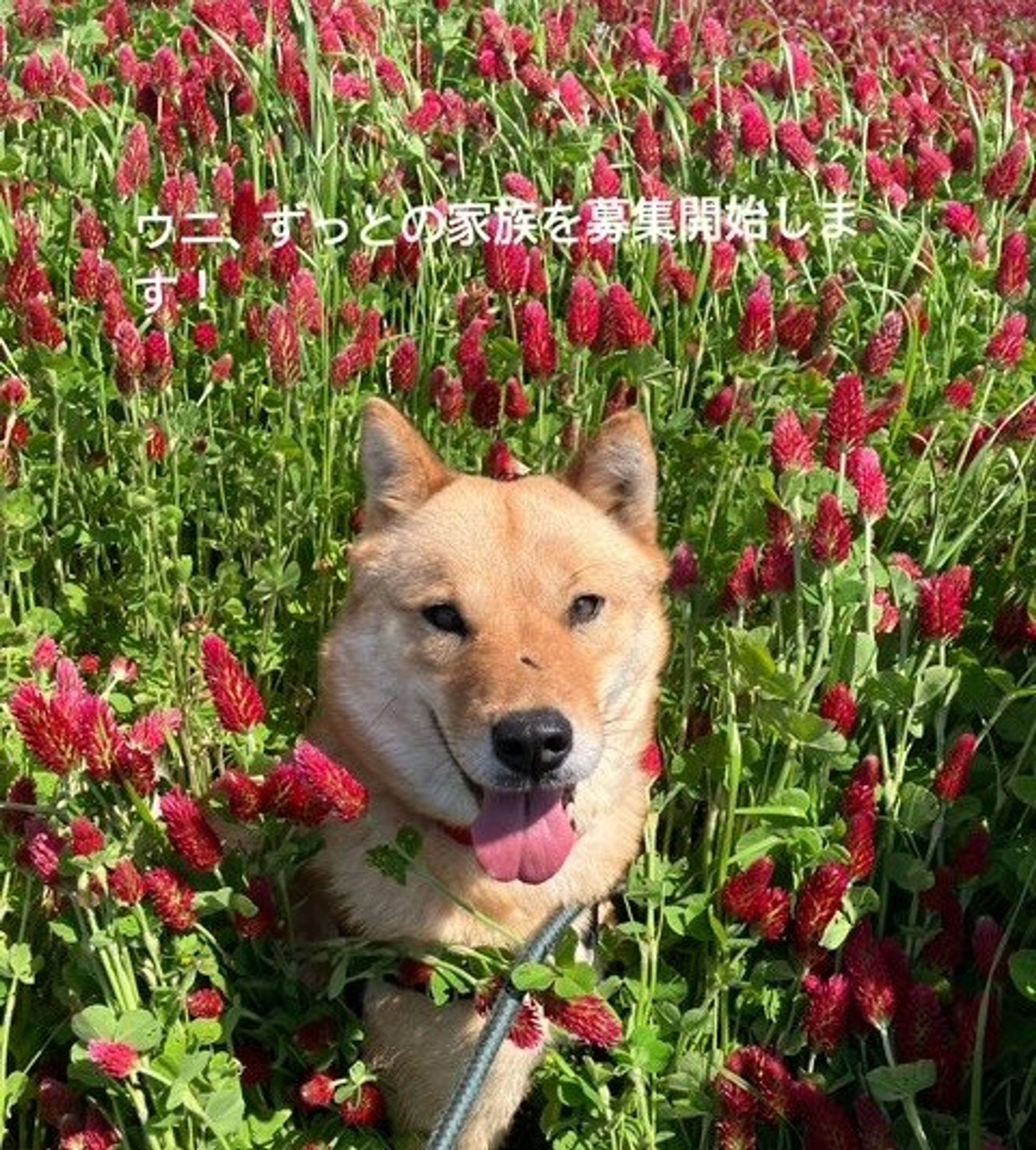 雑種（ミックス犬）・メスの里親募集の写真