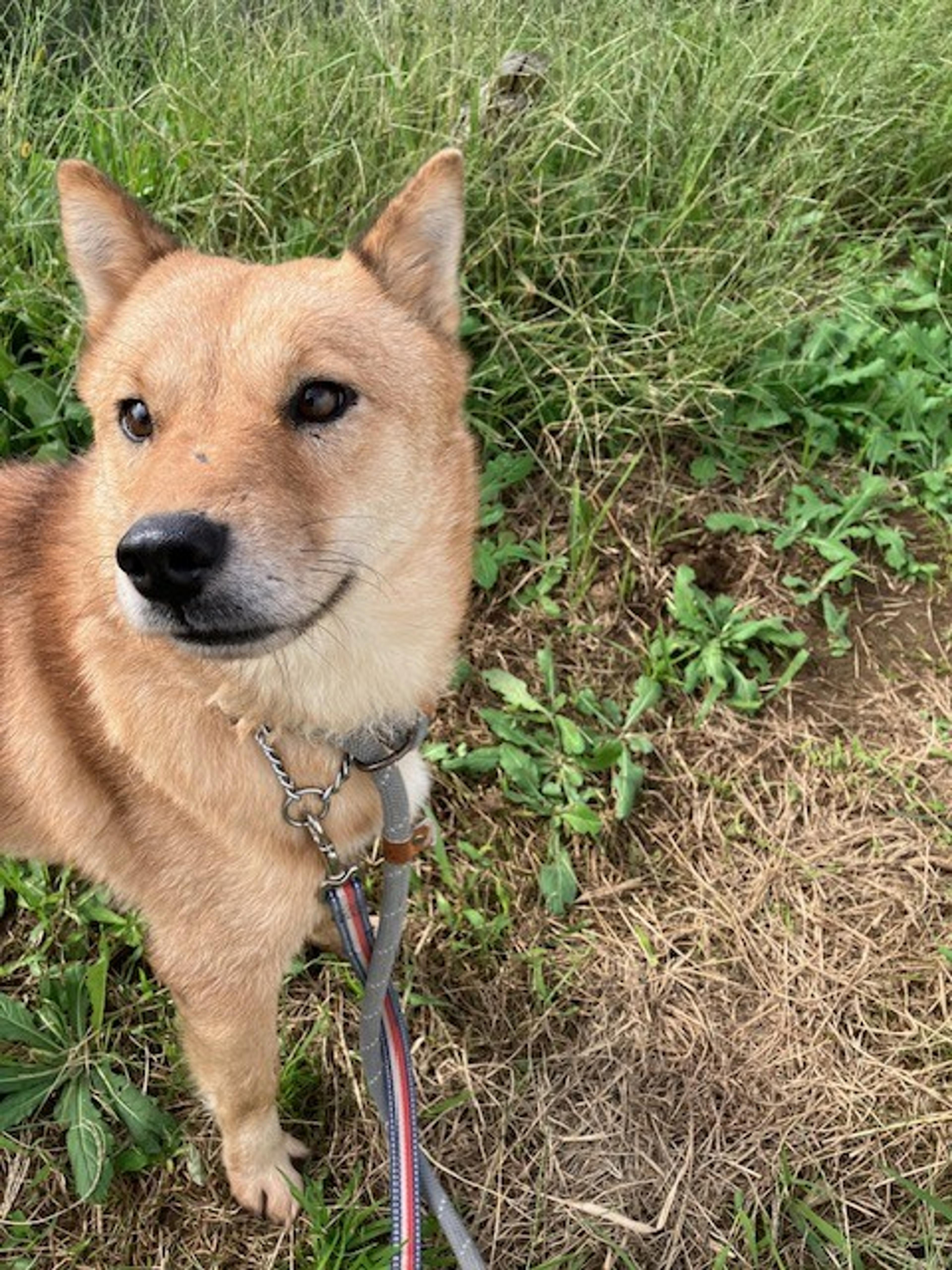 pet-image-3