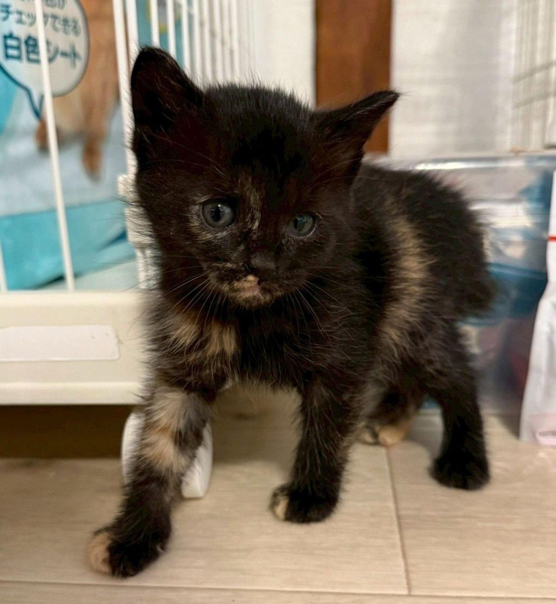 雑種（ミックス猫）・メスの里親募集の写真