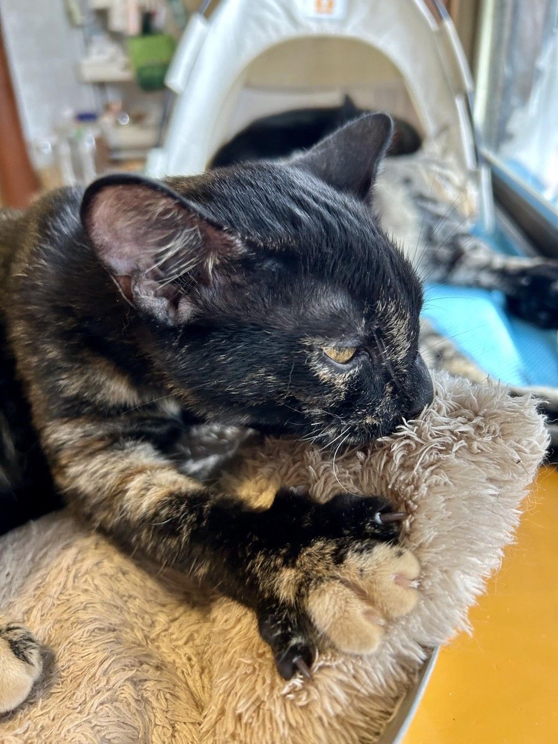 pet-image-9