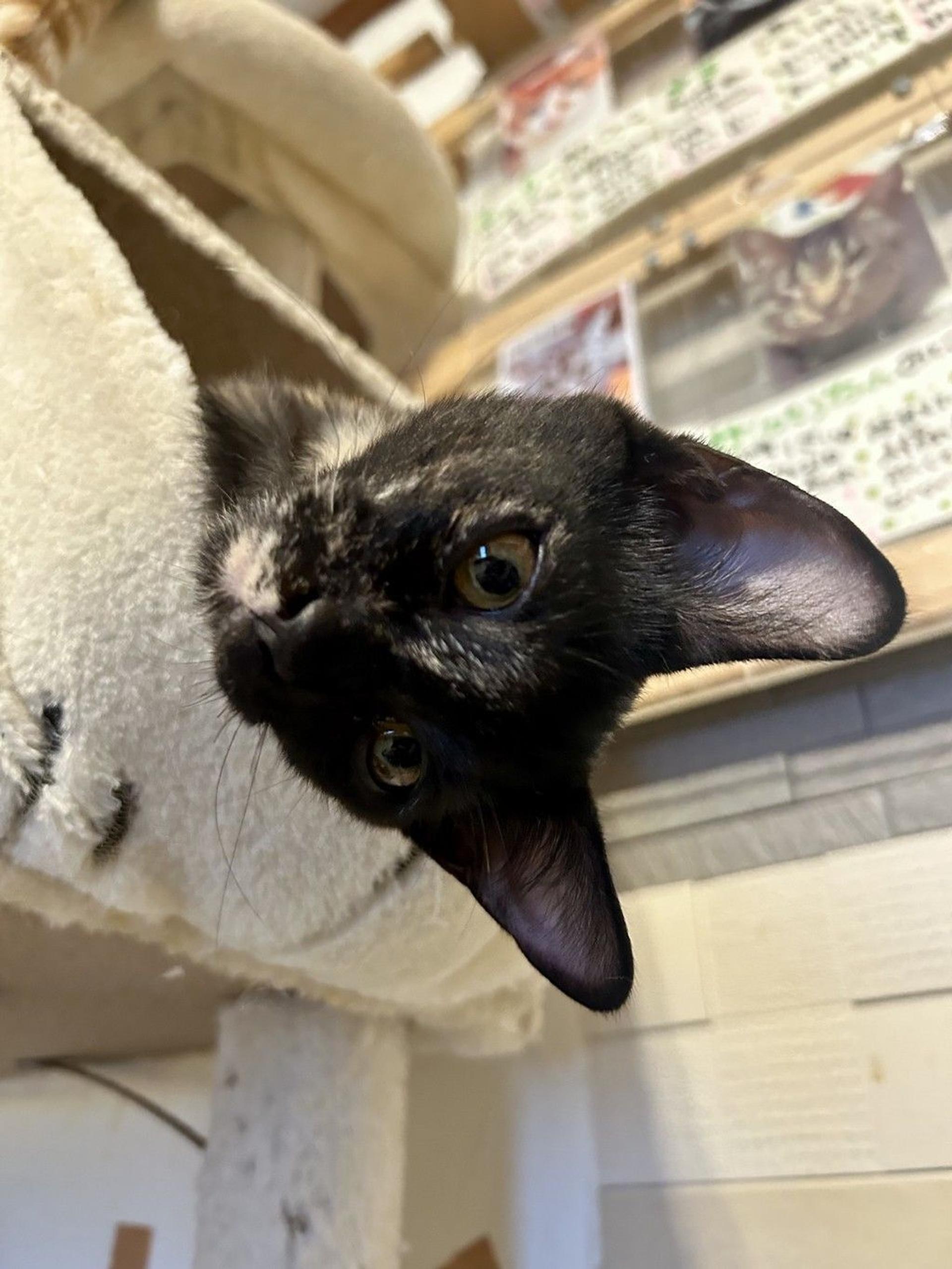 pet-image-6
