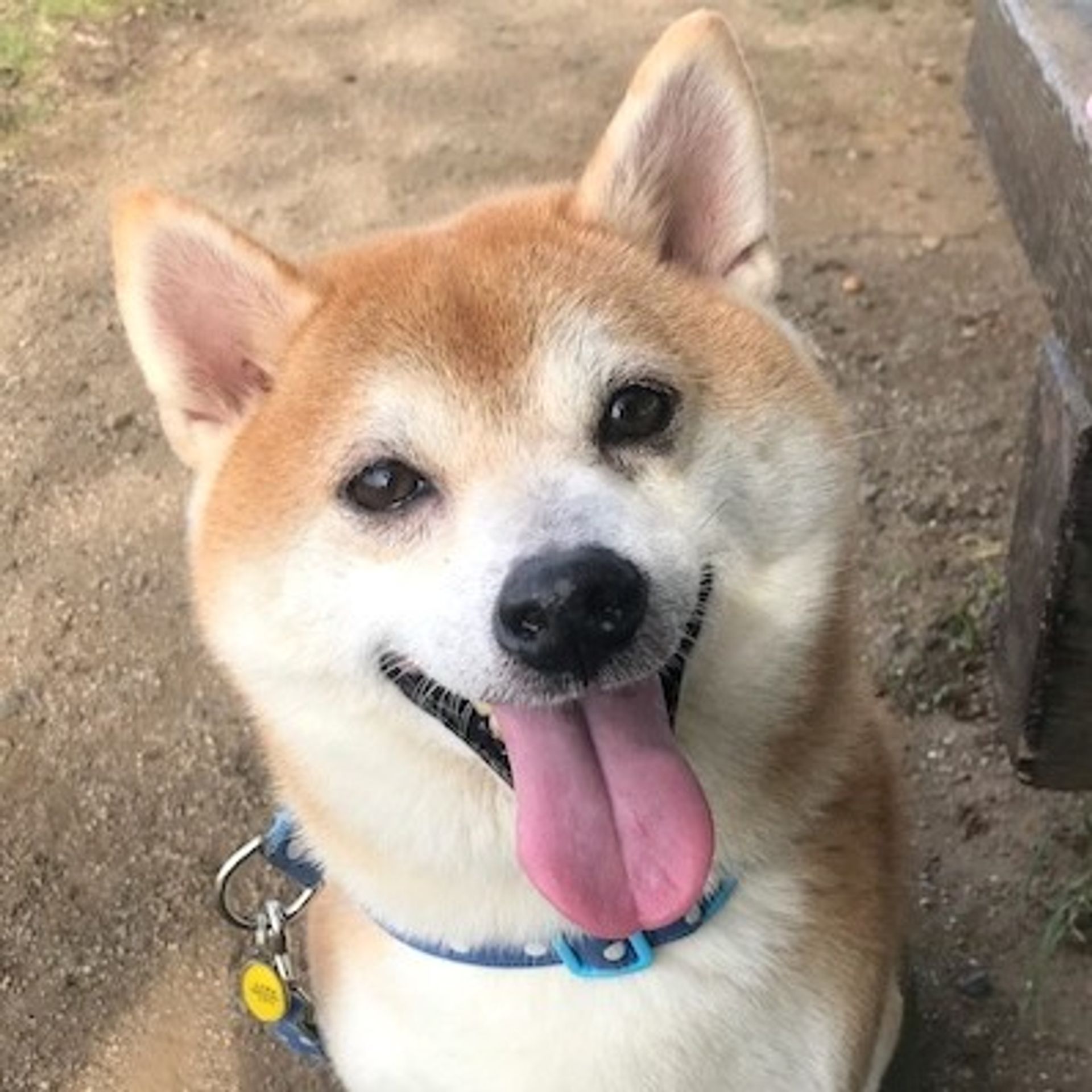 柴犬・オスの里親募集の写真