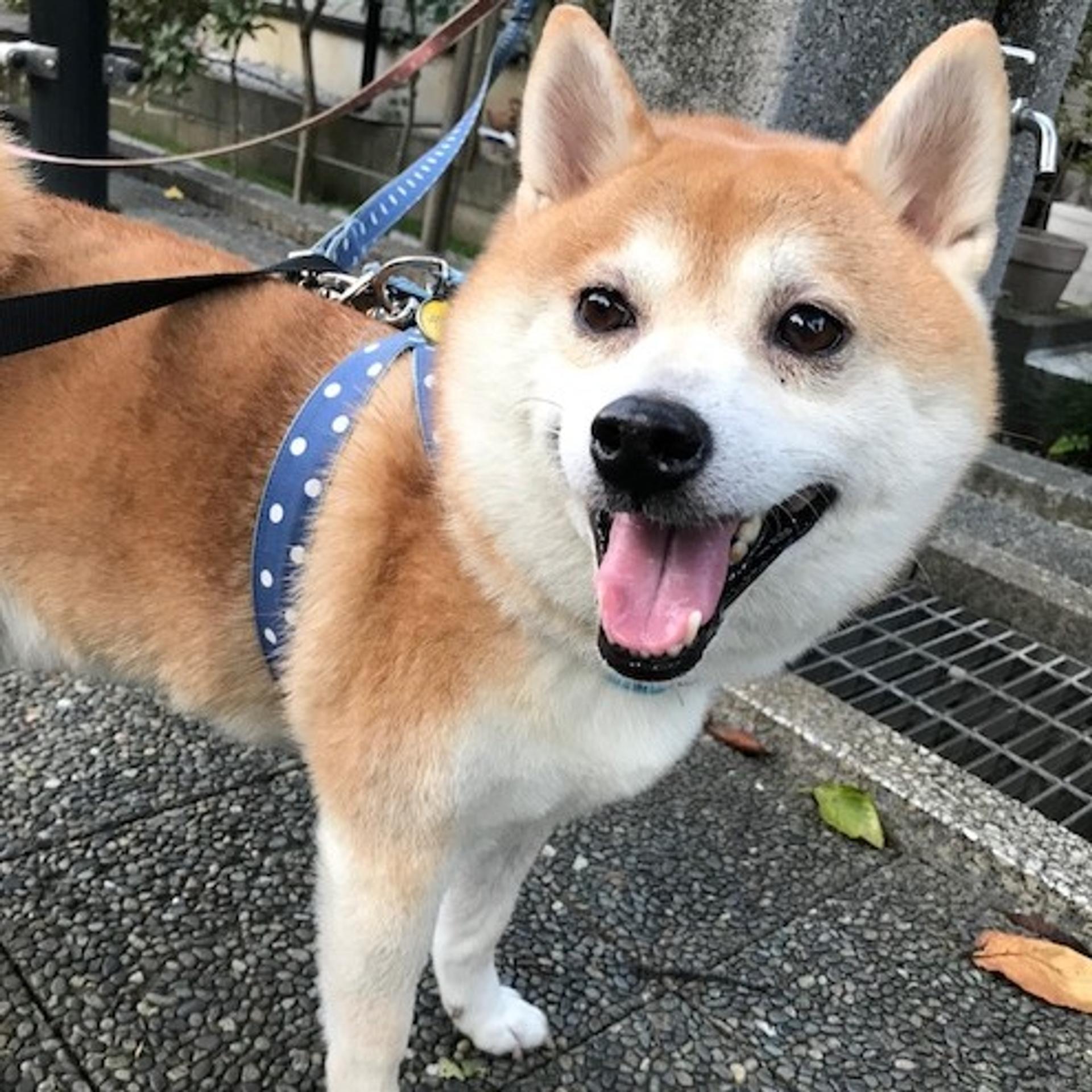 pet-image-2