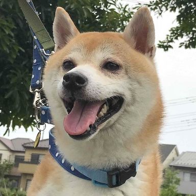 まるくん