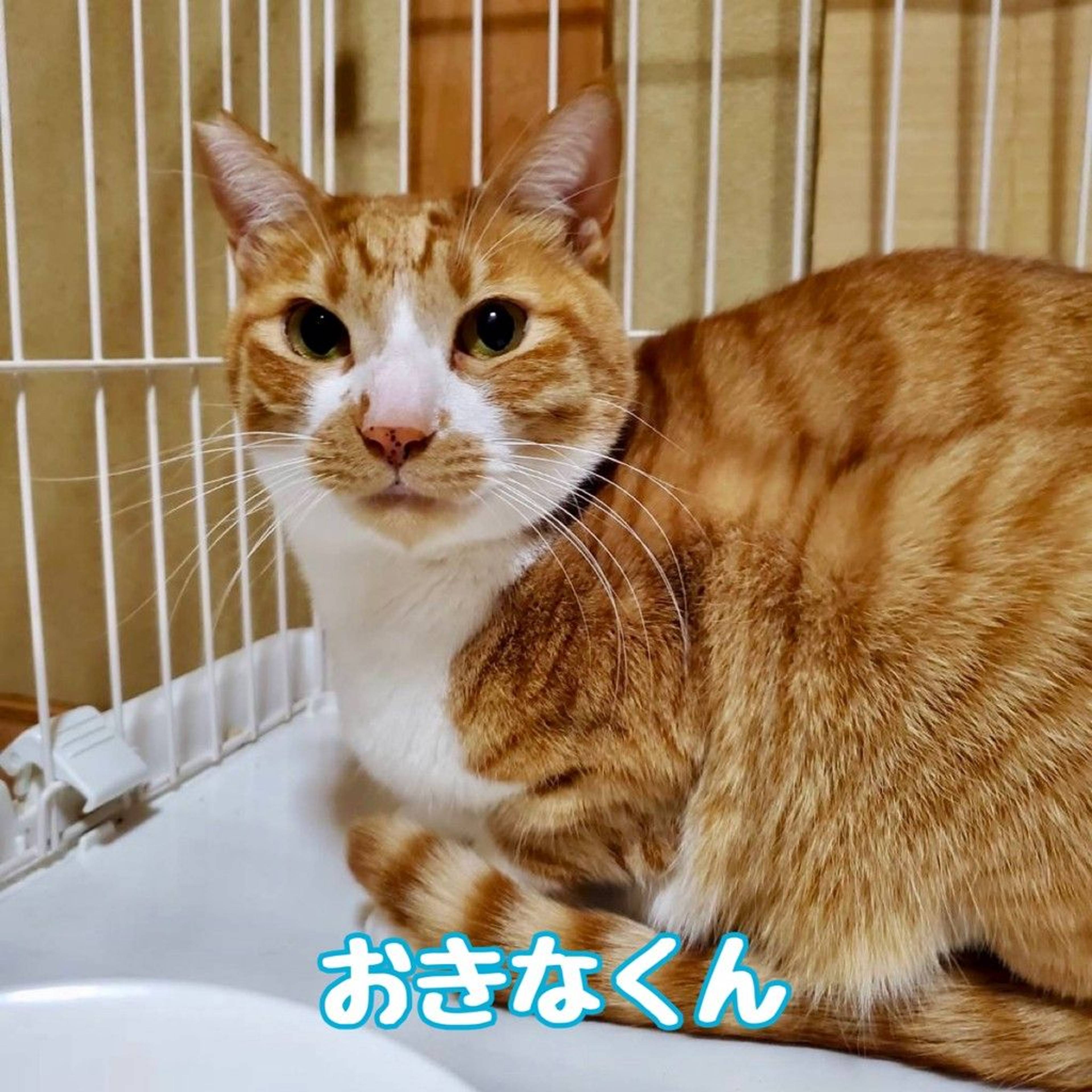 雑種（ミックス猫）・オスの里親募集の写真