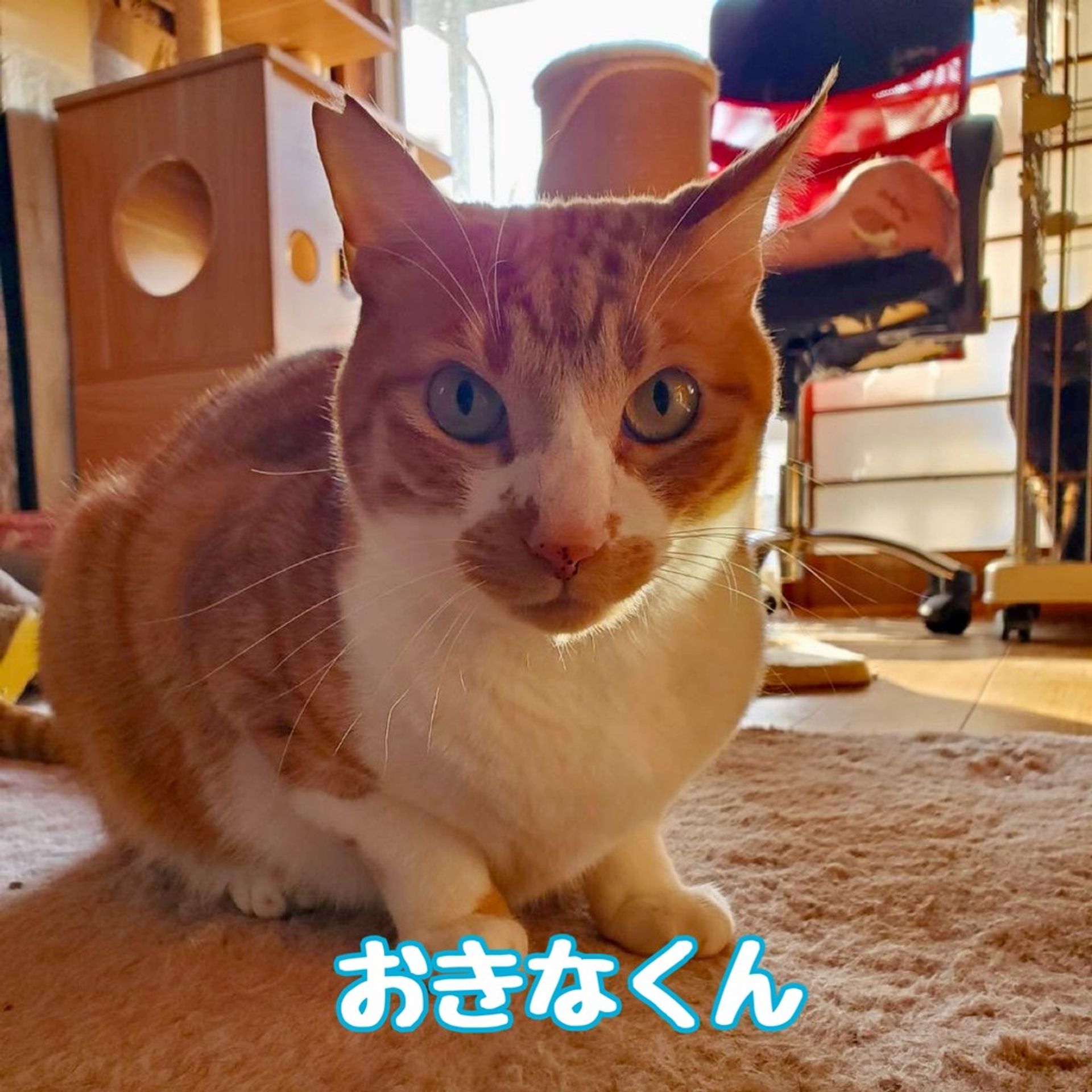 雑種（ミックス猫）・オスの里親募集の写真