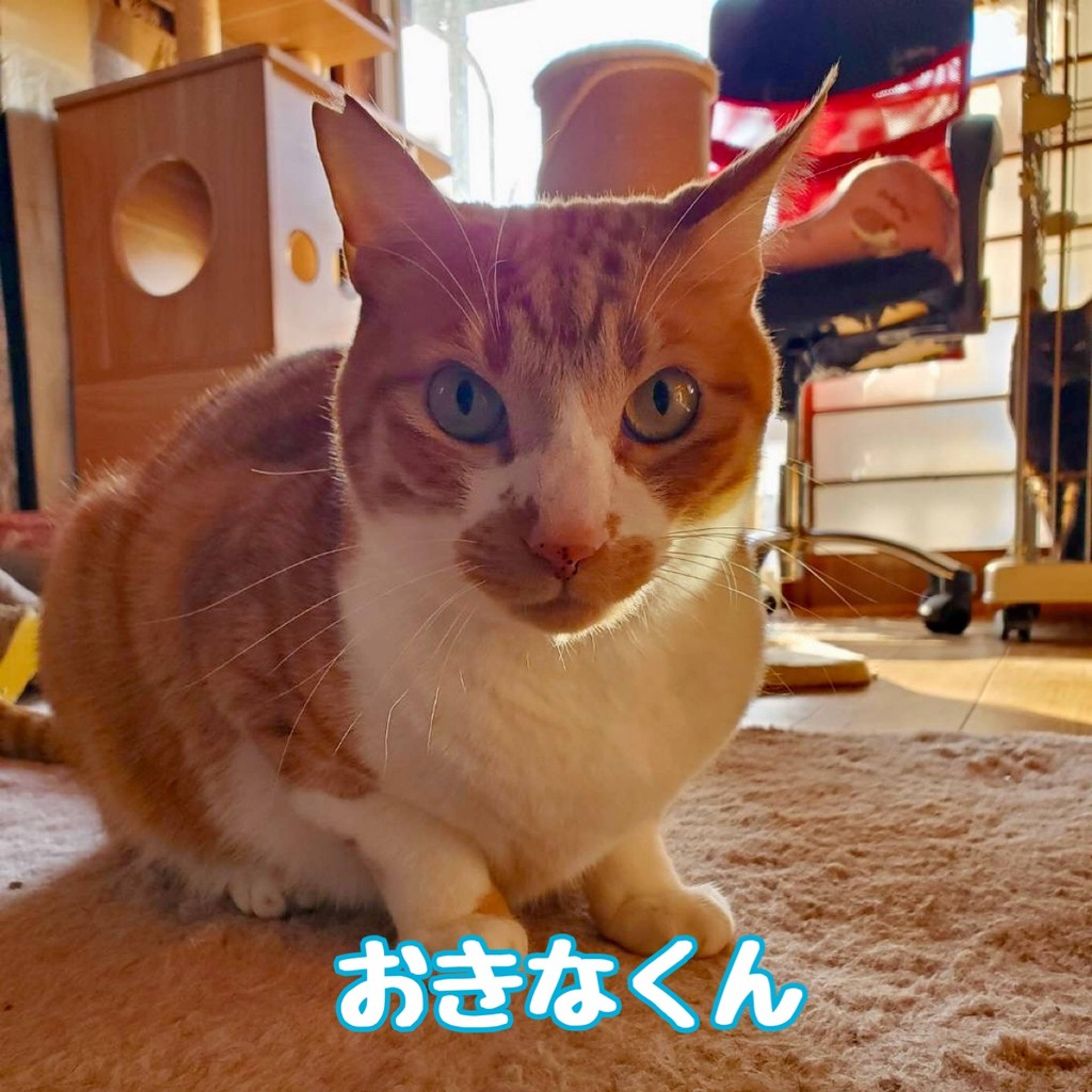 雑種（ミックス猫）・オスの里親募集の写真