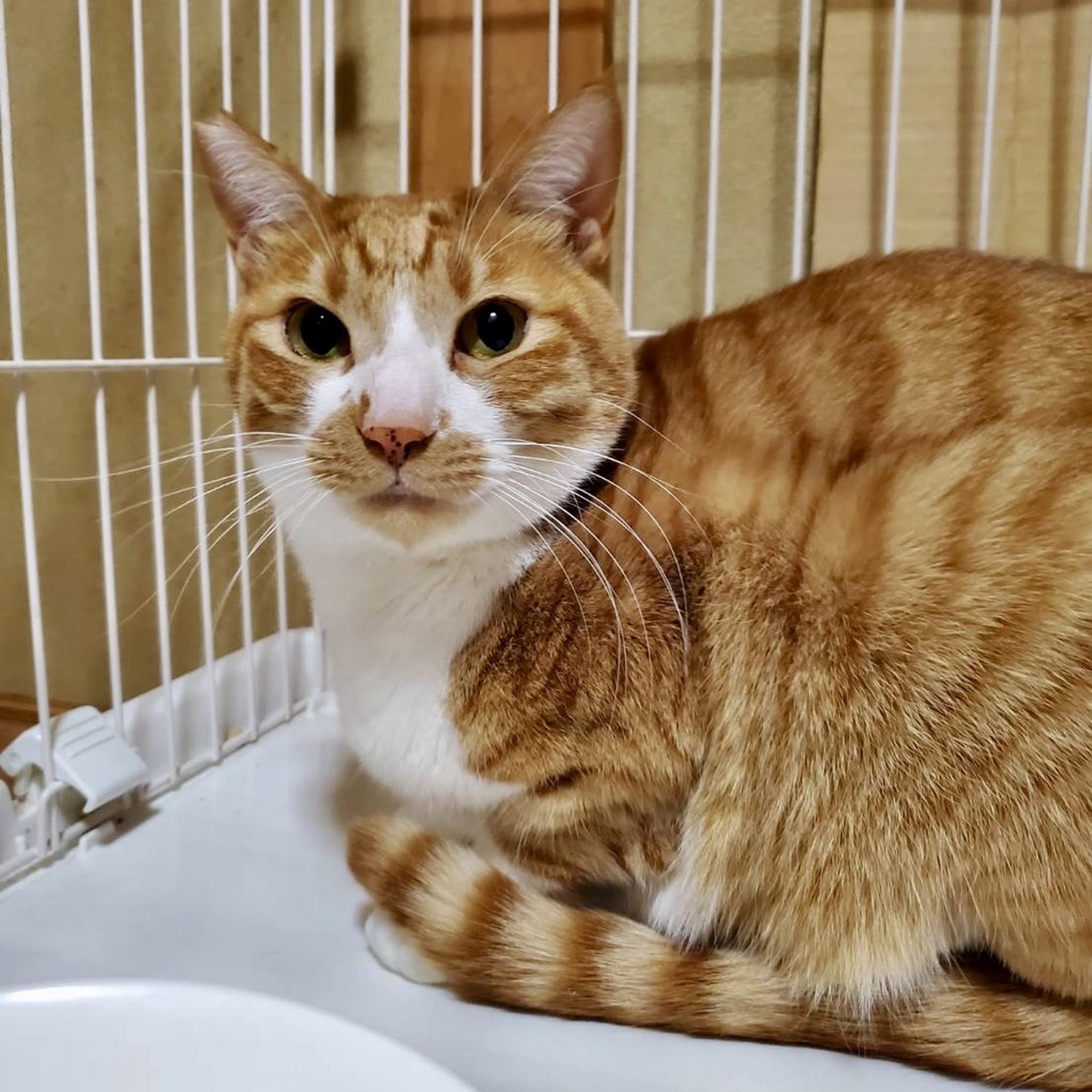 pet-image-3