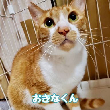 おきな