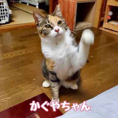 かぐやの写真