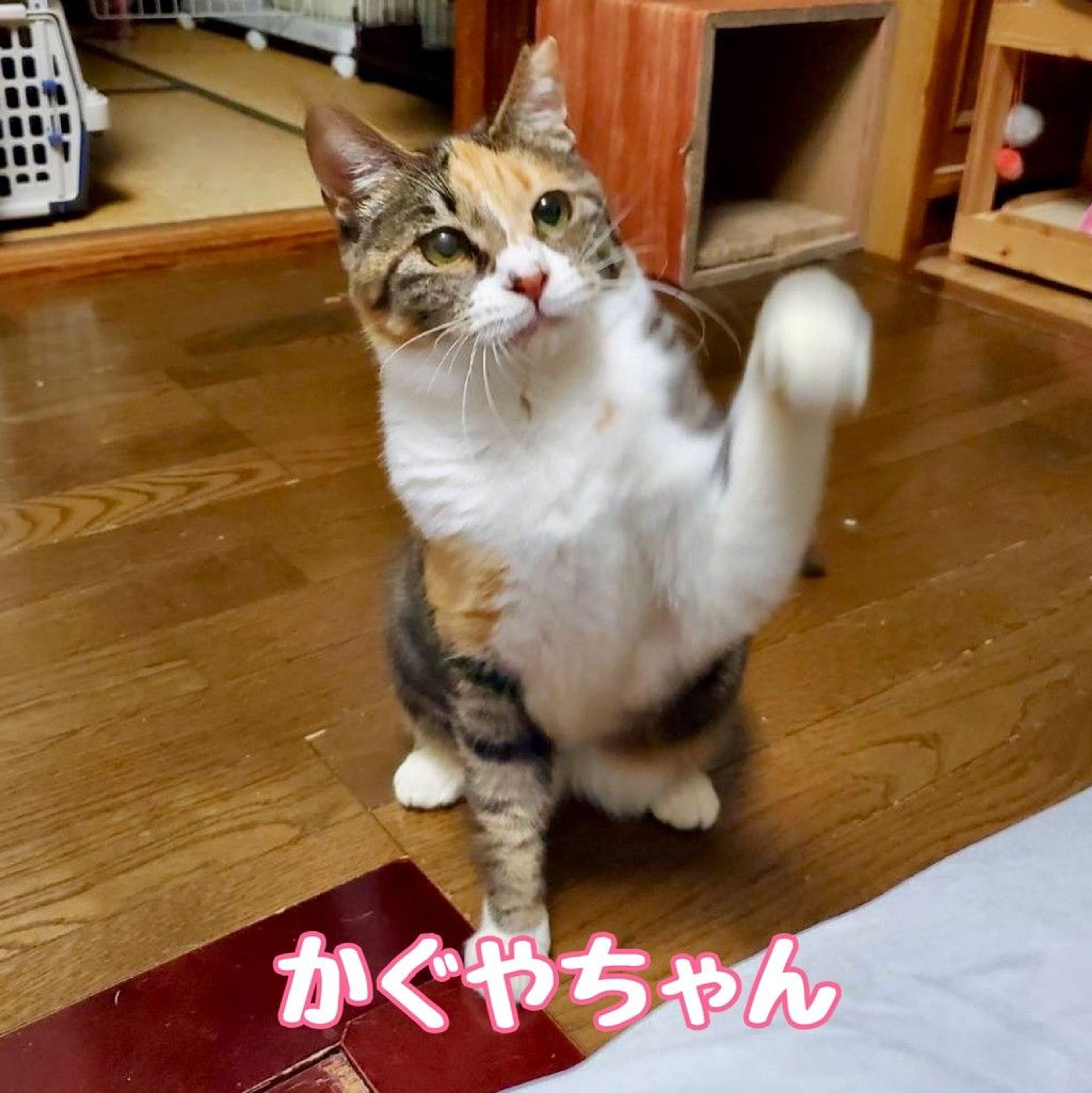 雑種（ミックス猫）・メスの里親募集の写真