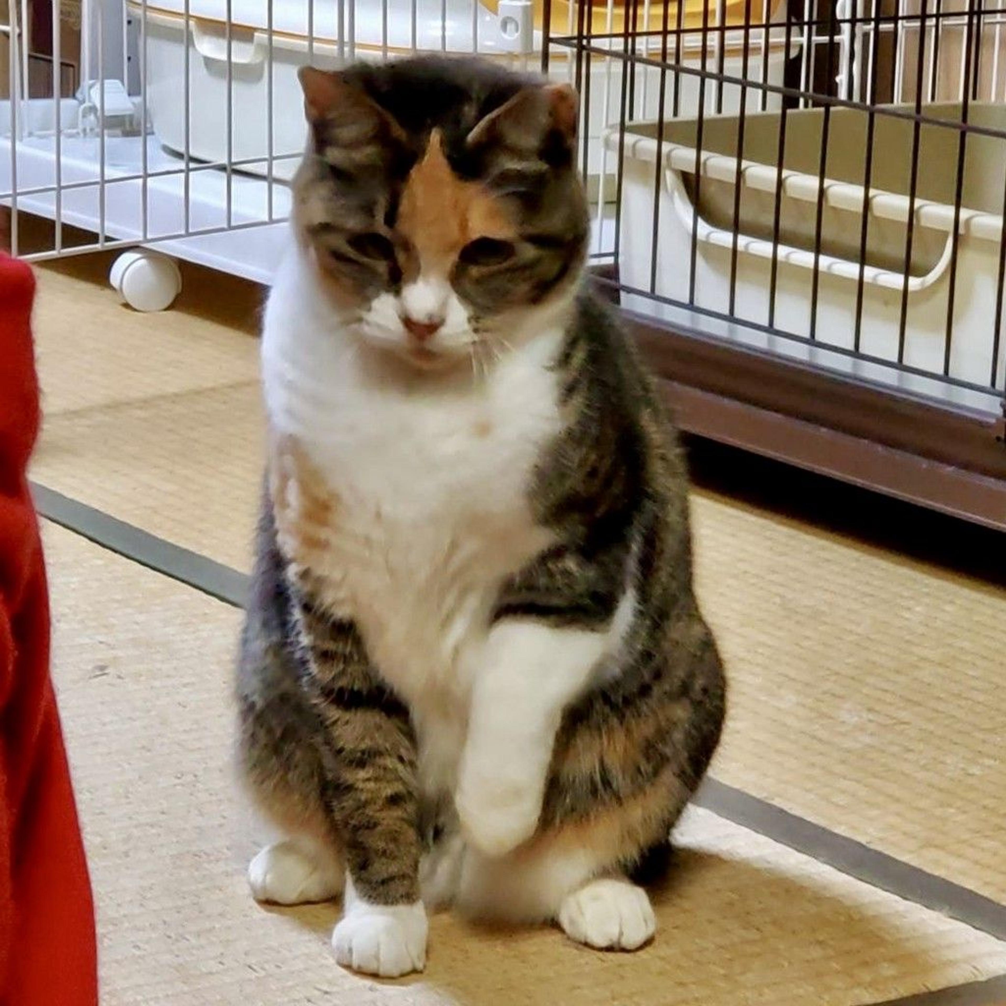 pet-image-2