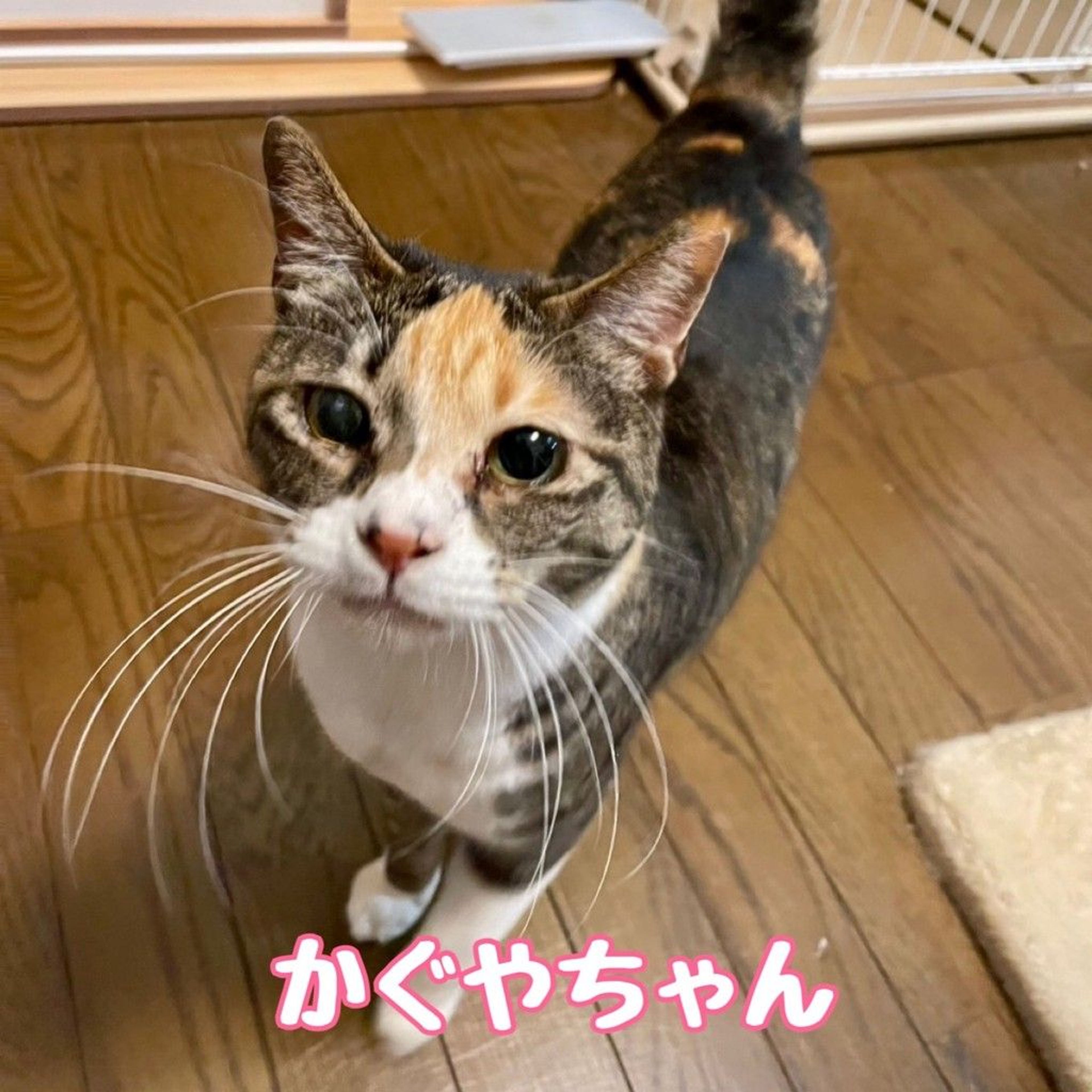 雑種（ミックス猫）・メスの里親募集の写真