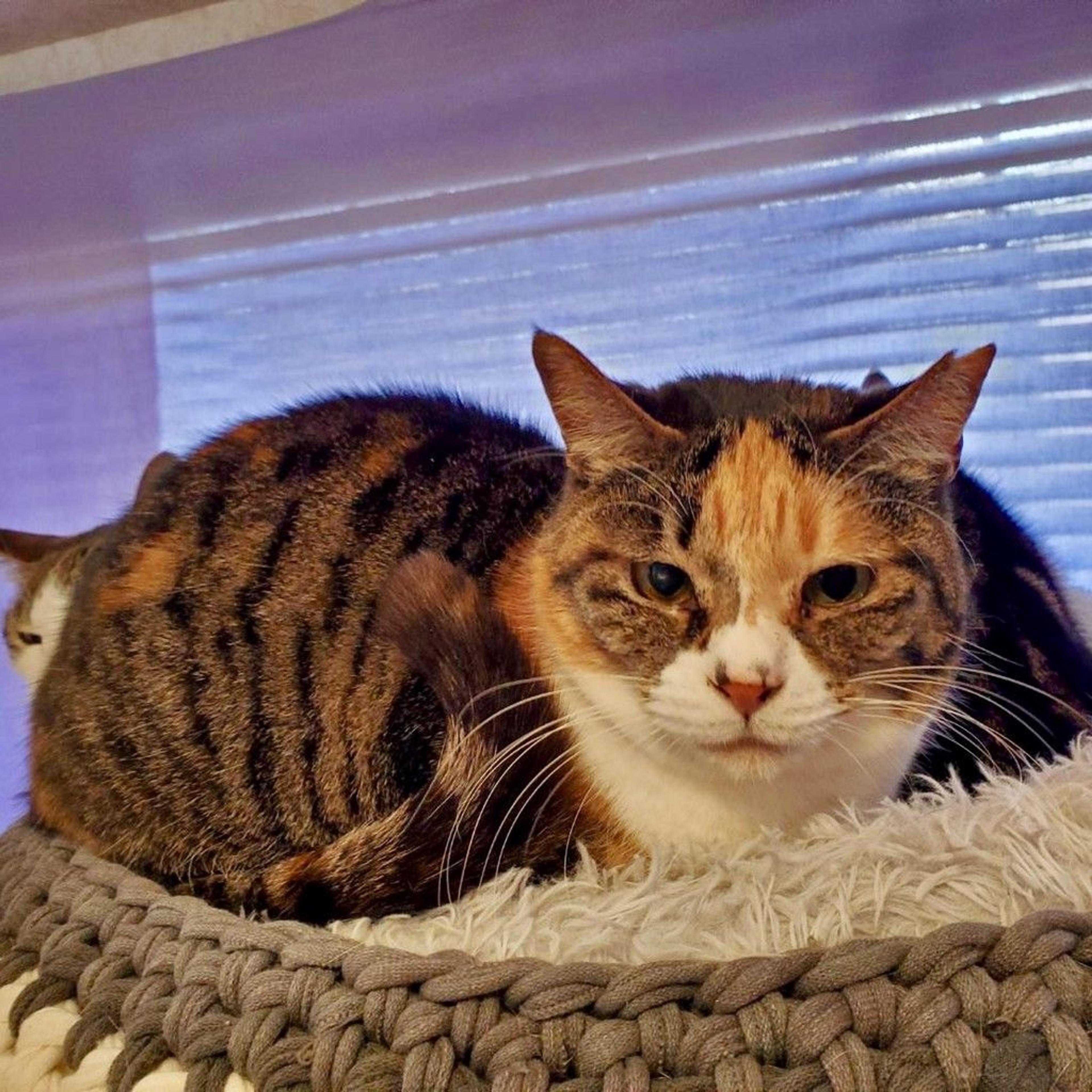 pet-image-2