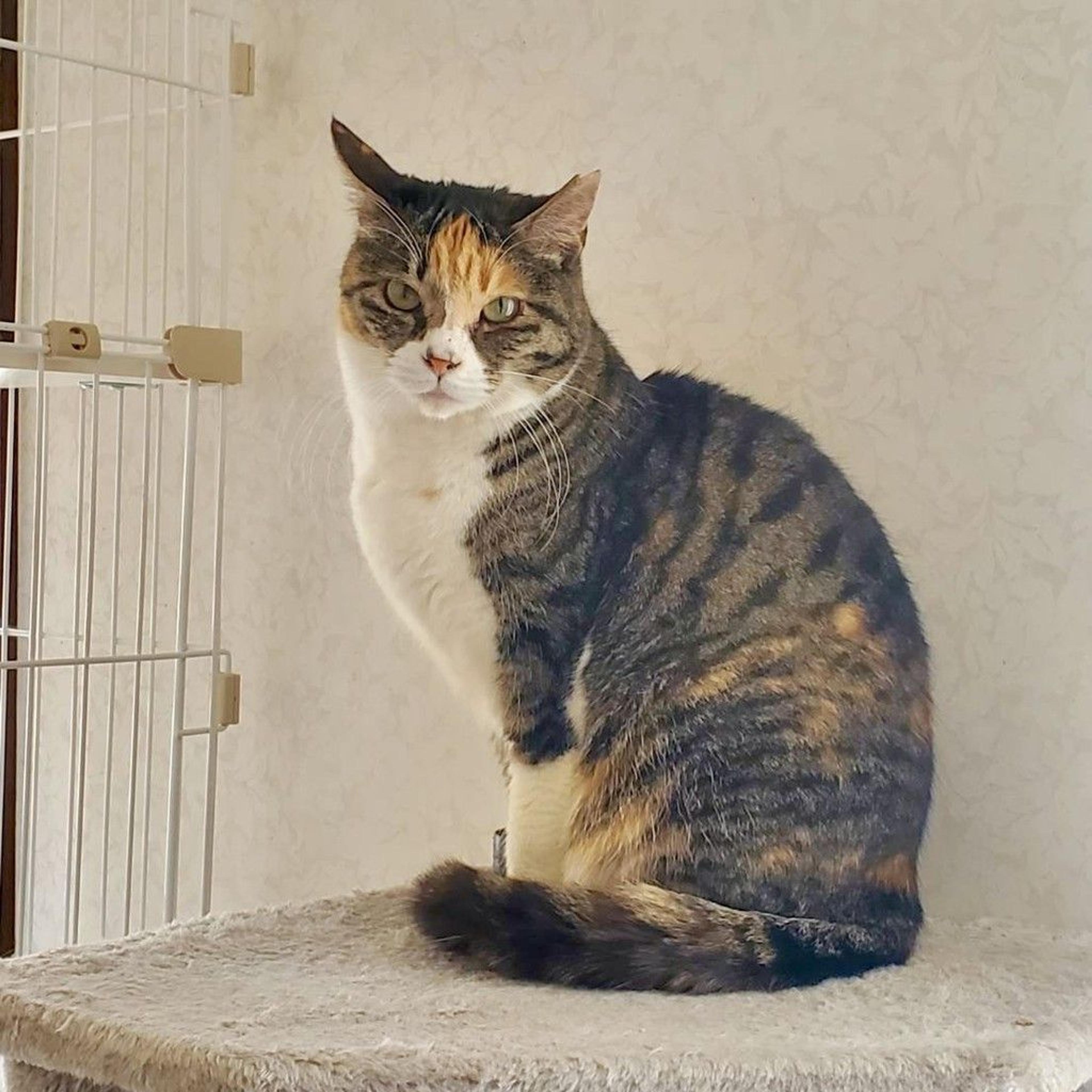 pet-image-3