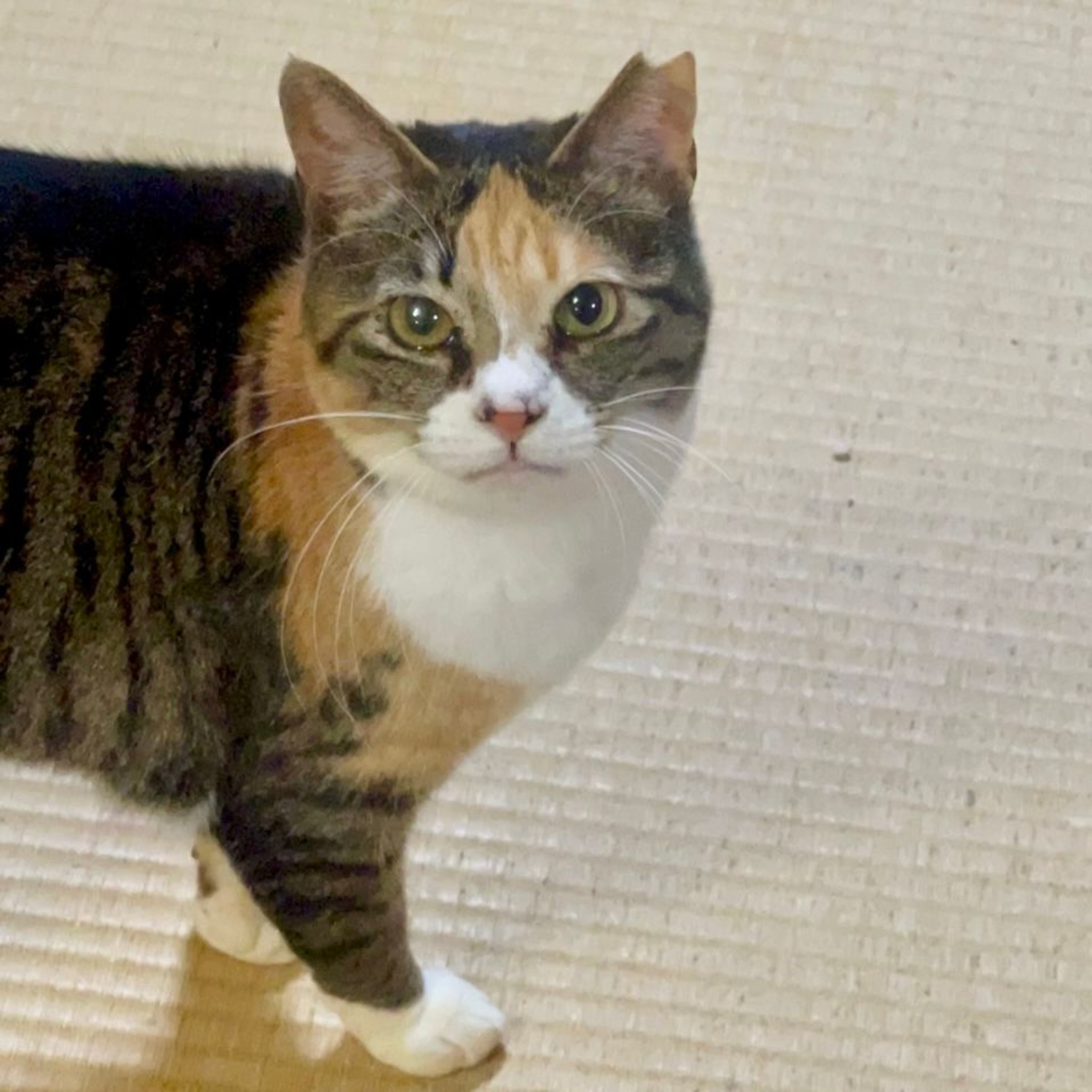 thumbnail-4
