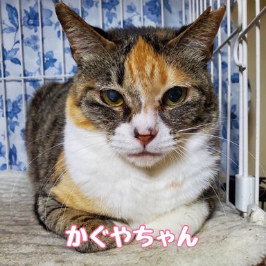 かぐや