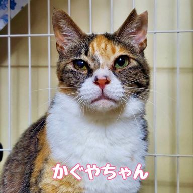 かぐや