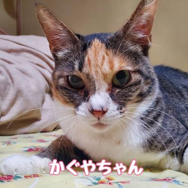 かぐや