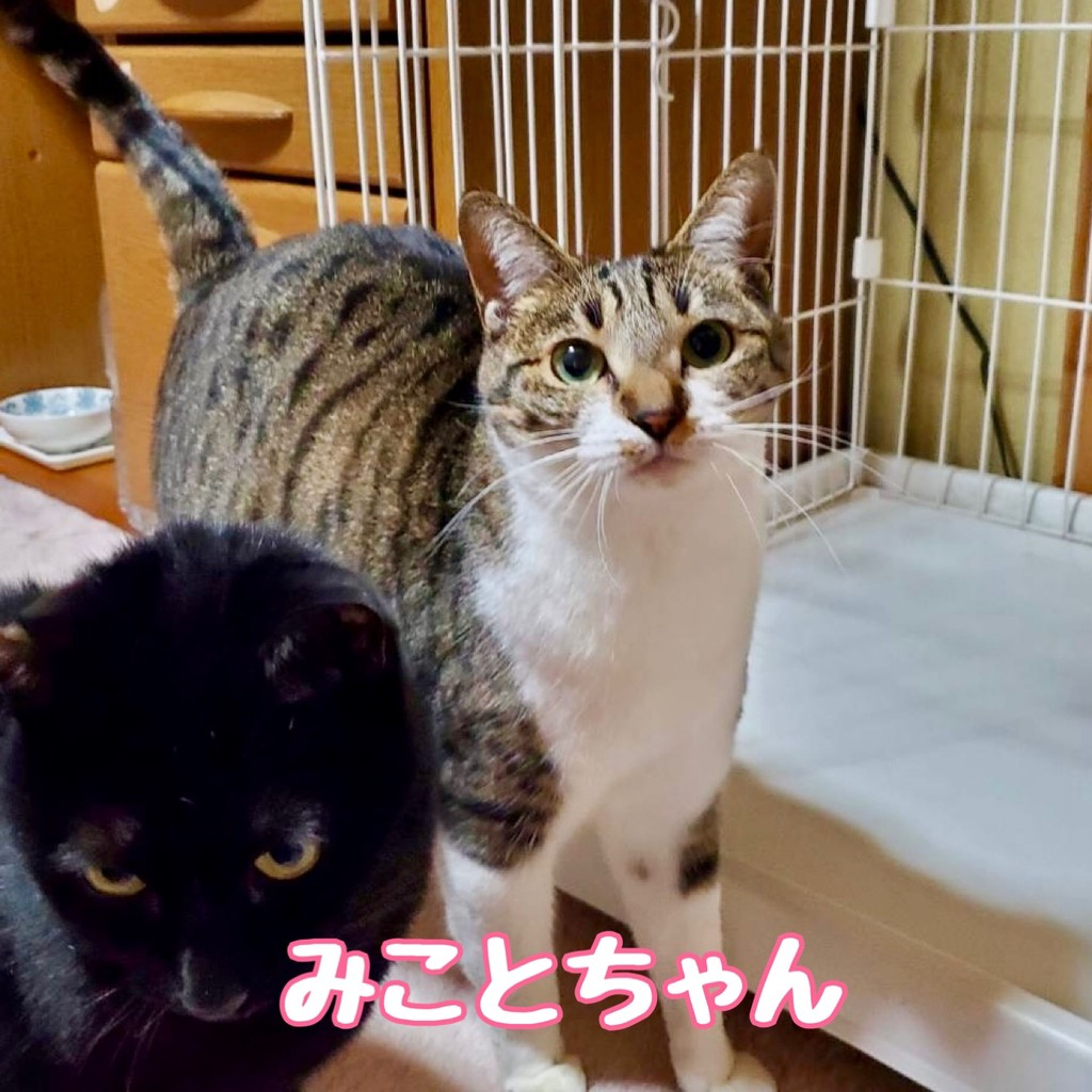 雑種（ミックス猫）・メスの里親募集の写真