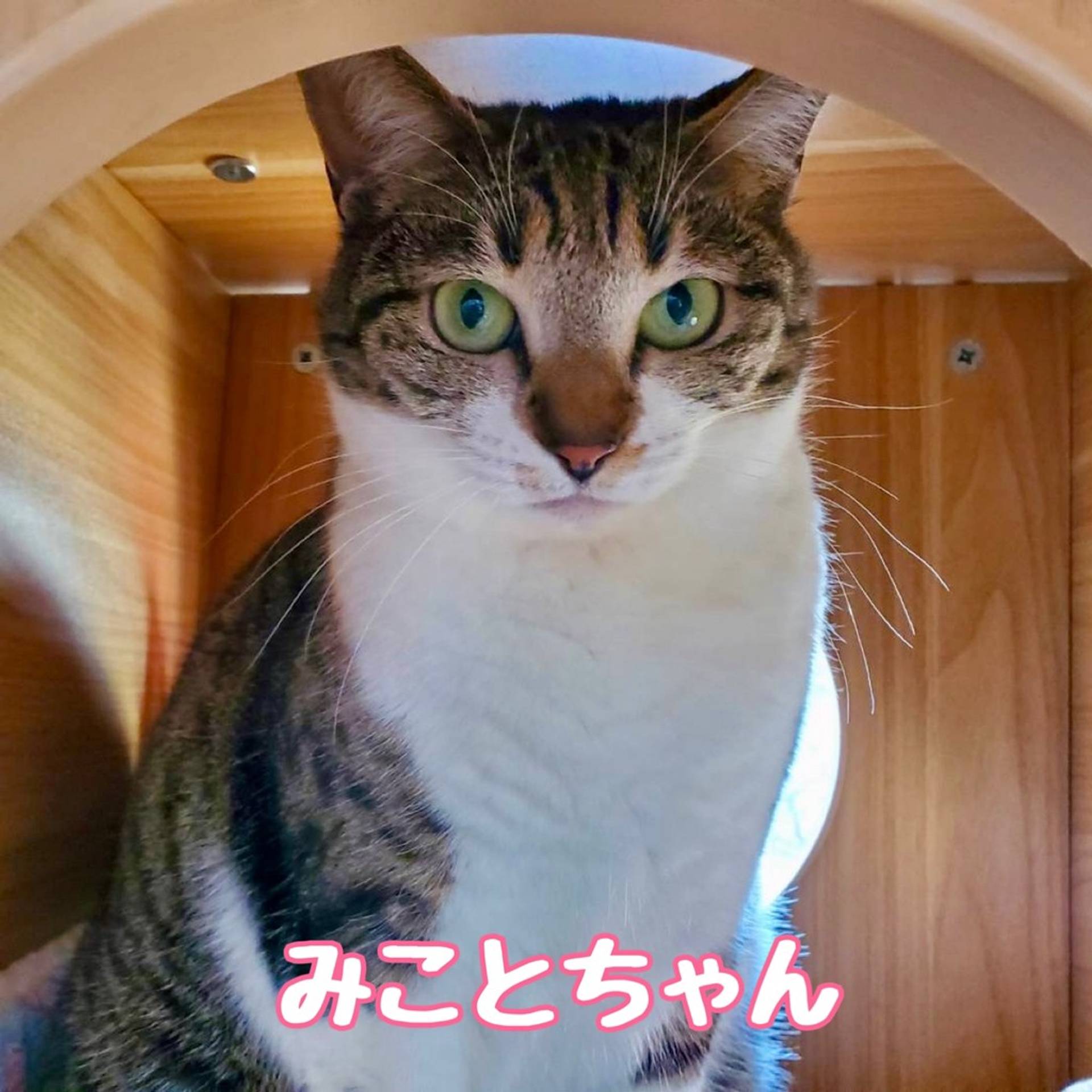 雑種（ミックス猫）・メスの里親募集の写真