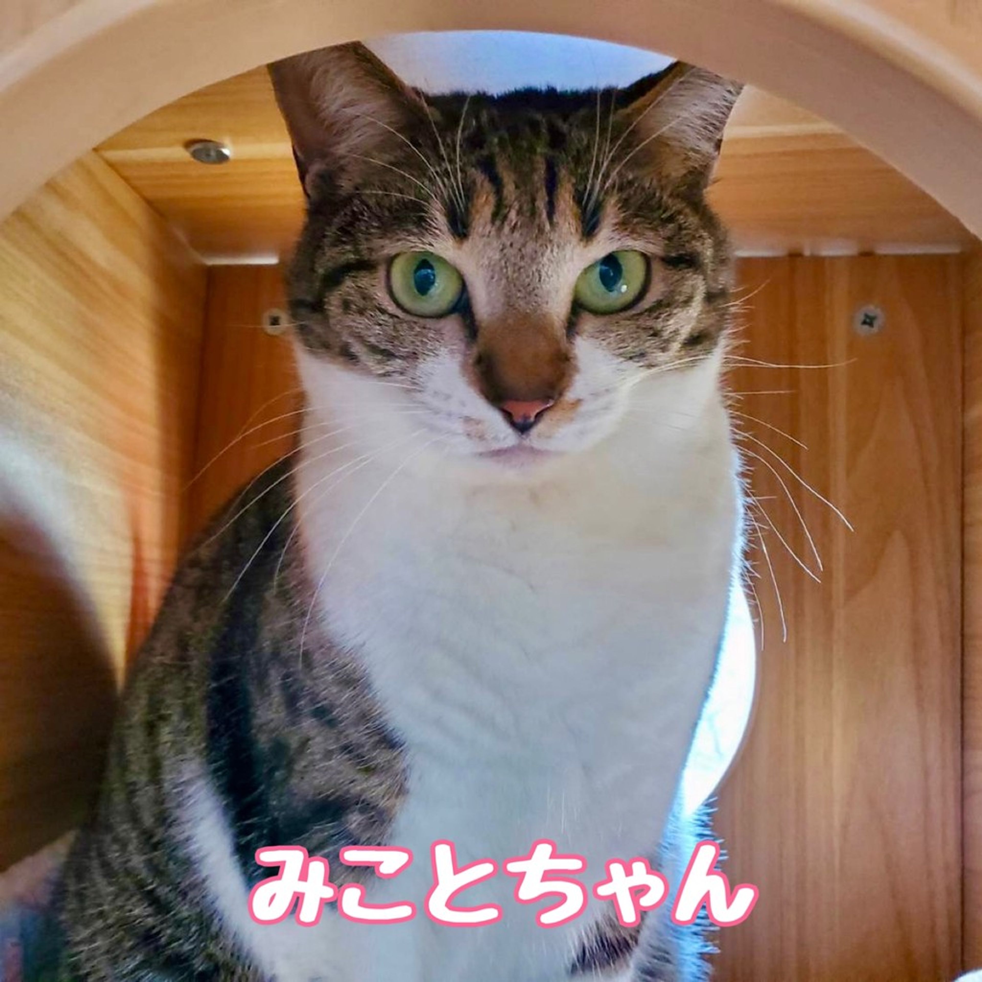雑種（ミックス猫）・メスの里親募集の写真
