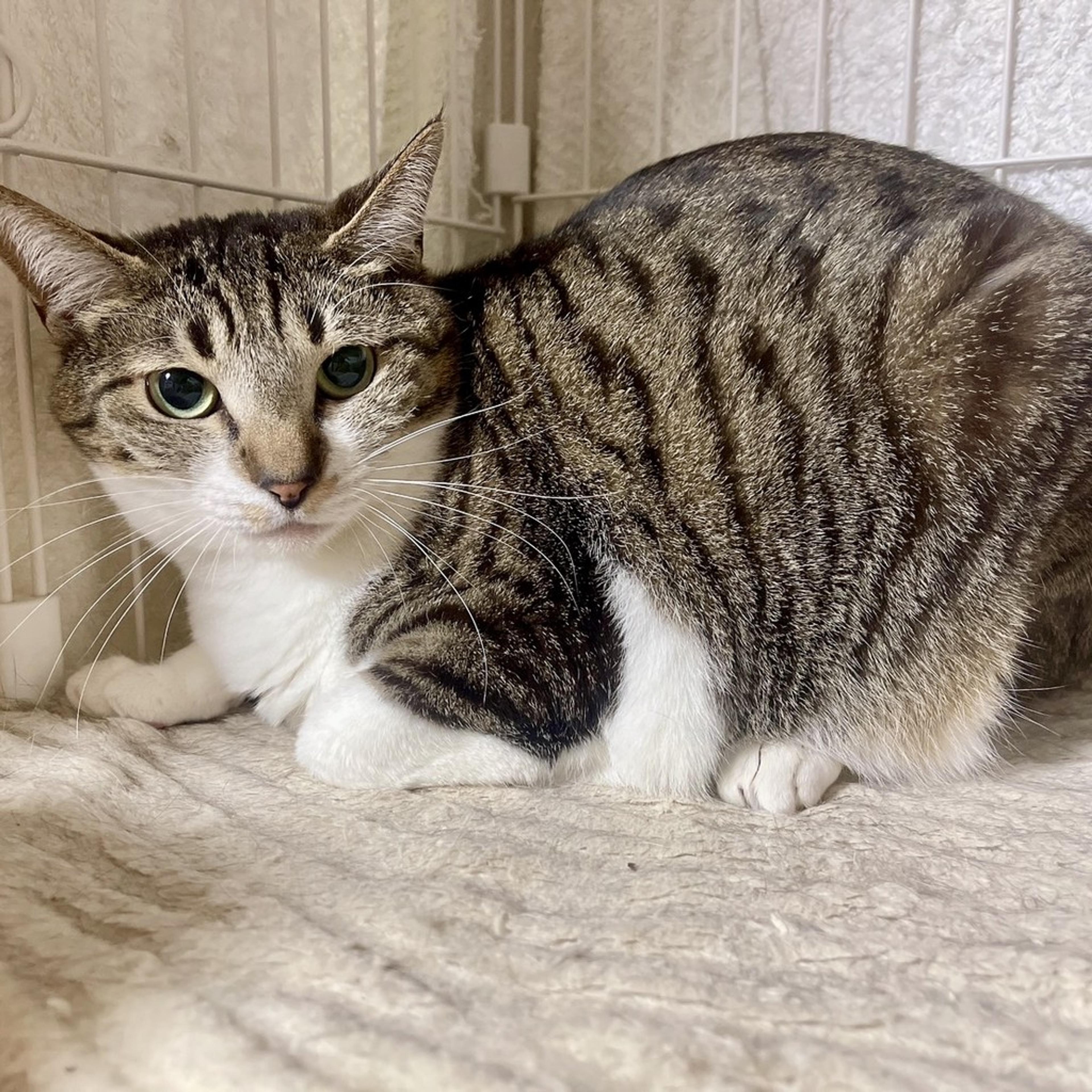 pet-image-2