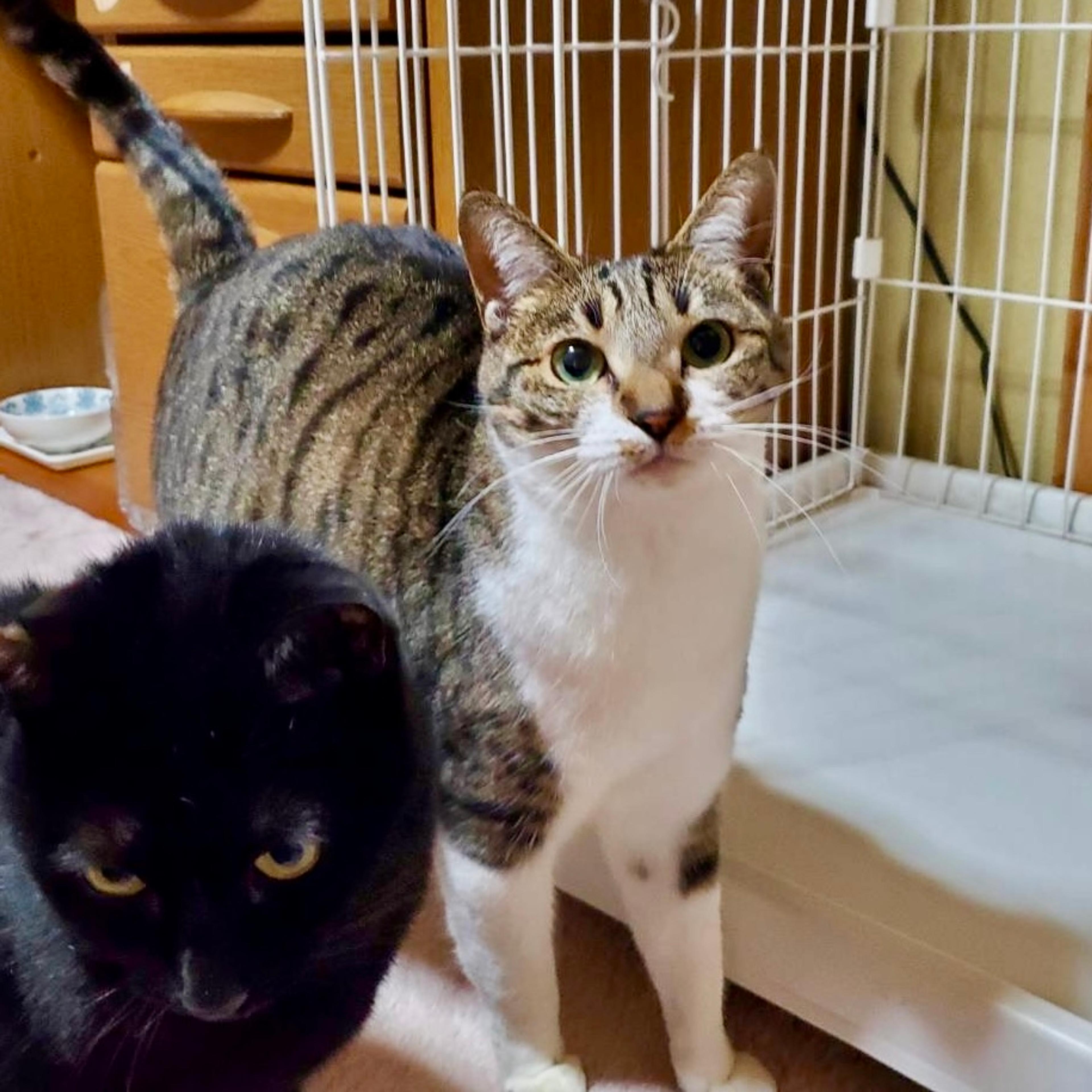 pet-image-3