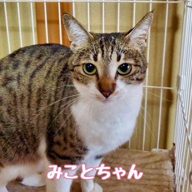 みこと