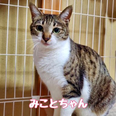 みこと
