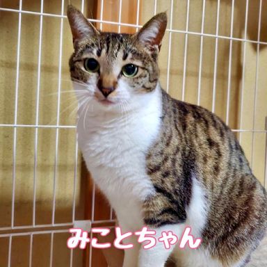 みこと
