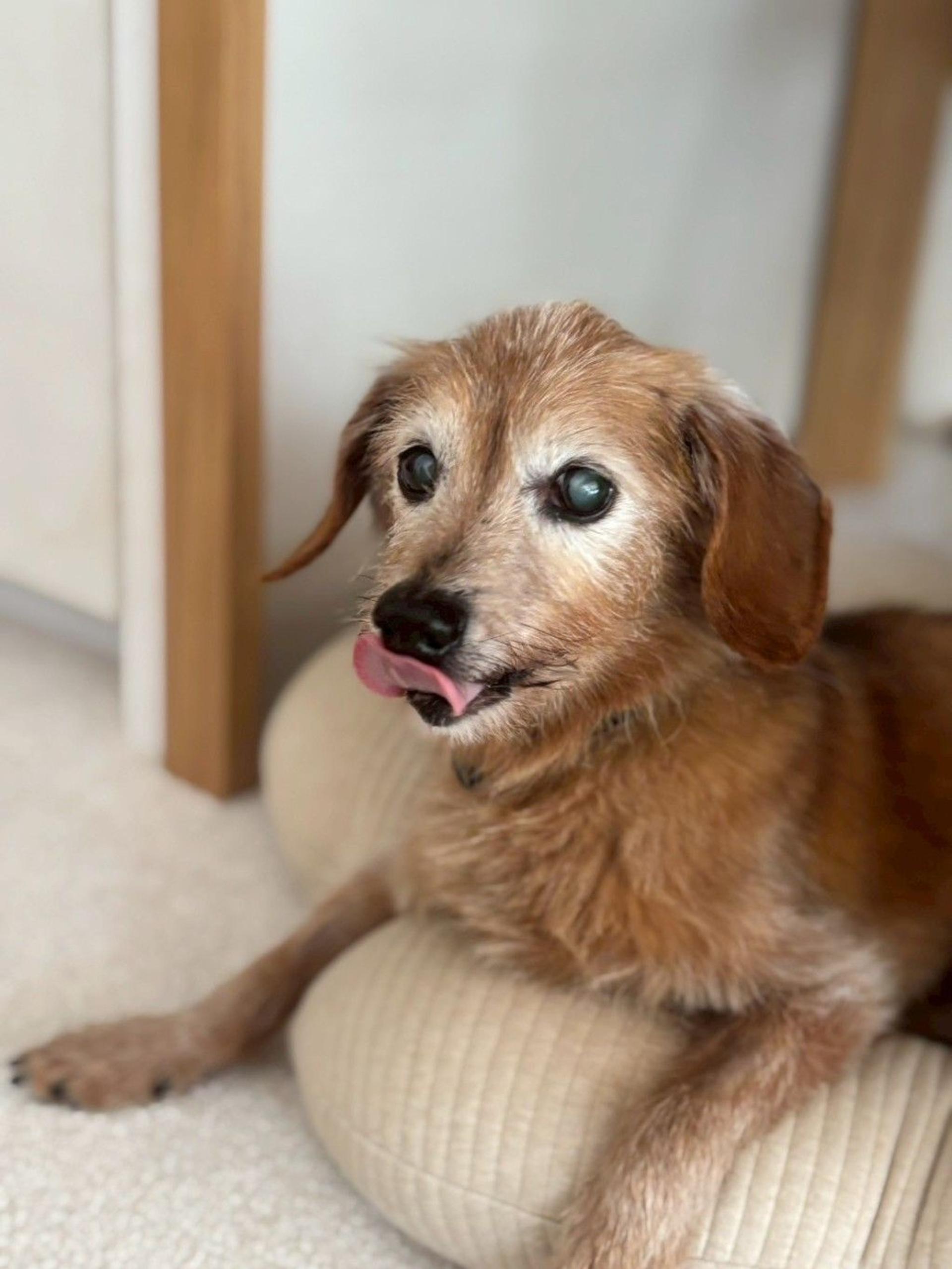 pet-image-4