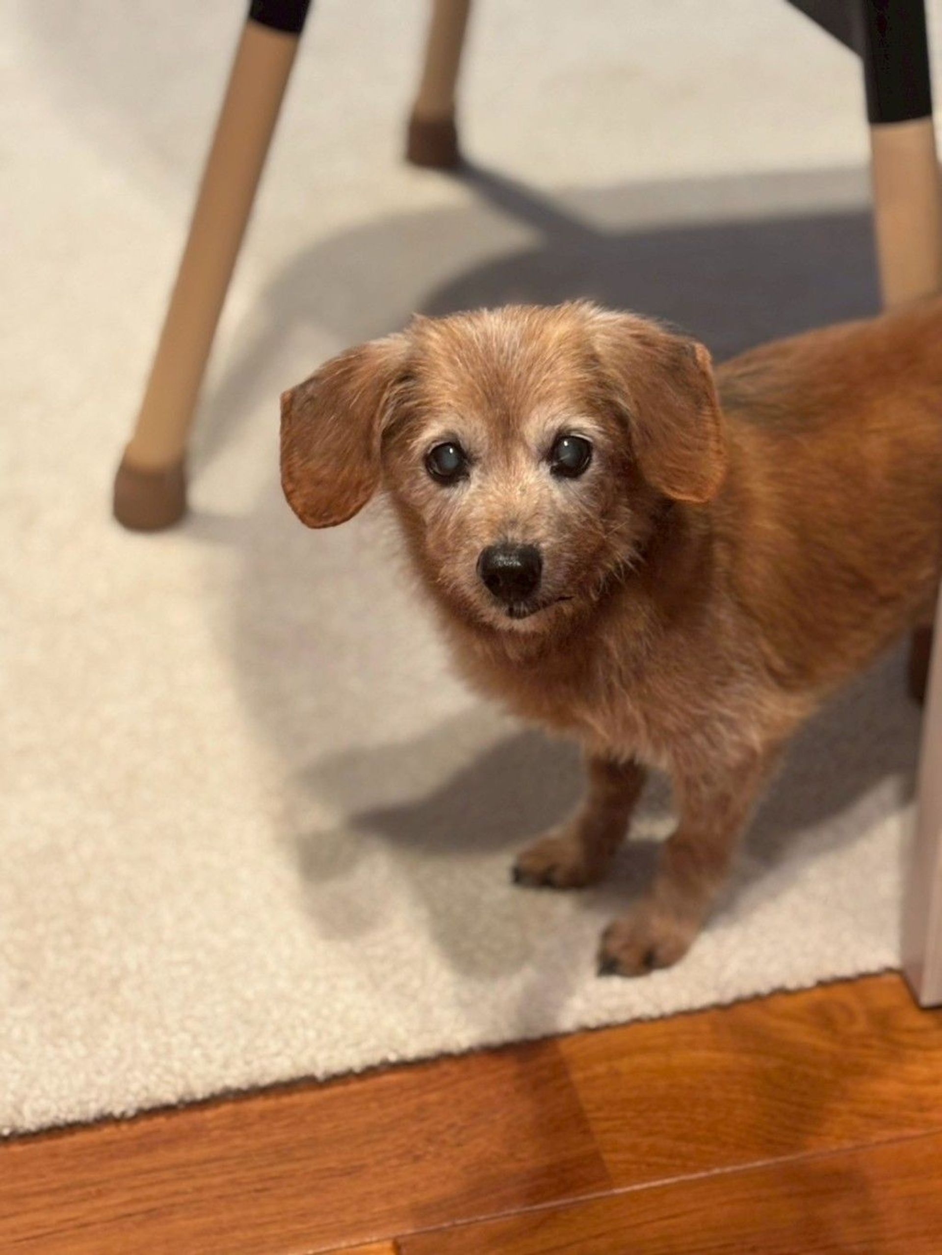 雑種（ミックス犬）・オスの里親募集の写真