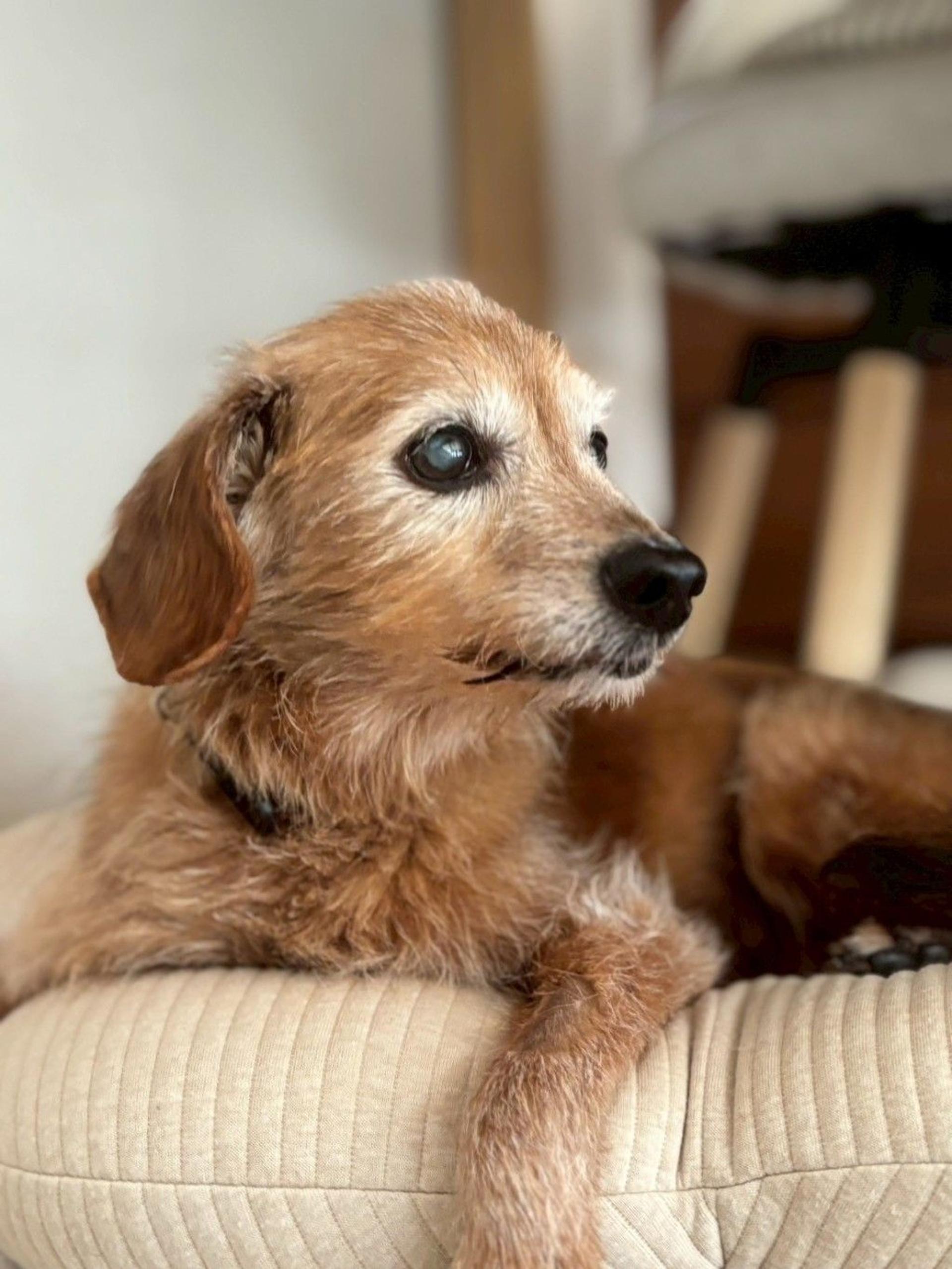 pet-image-5