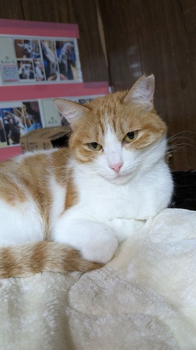 雑種（ミックス猫）・メスの里親募集の写真