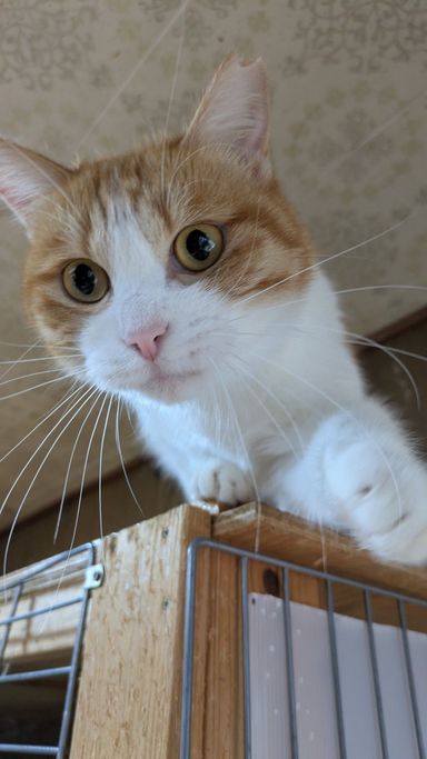 雑種（ミックス猫）・メスの里親募集の写真