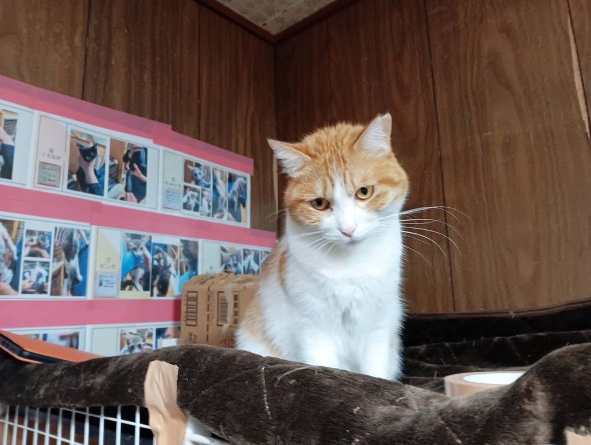 雑種（ミックス猫）・メスの里親募集の写真